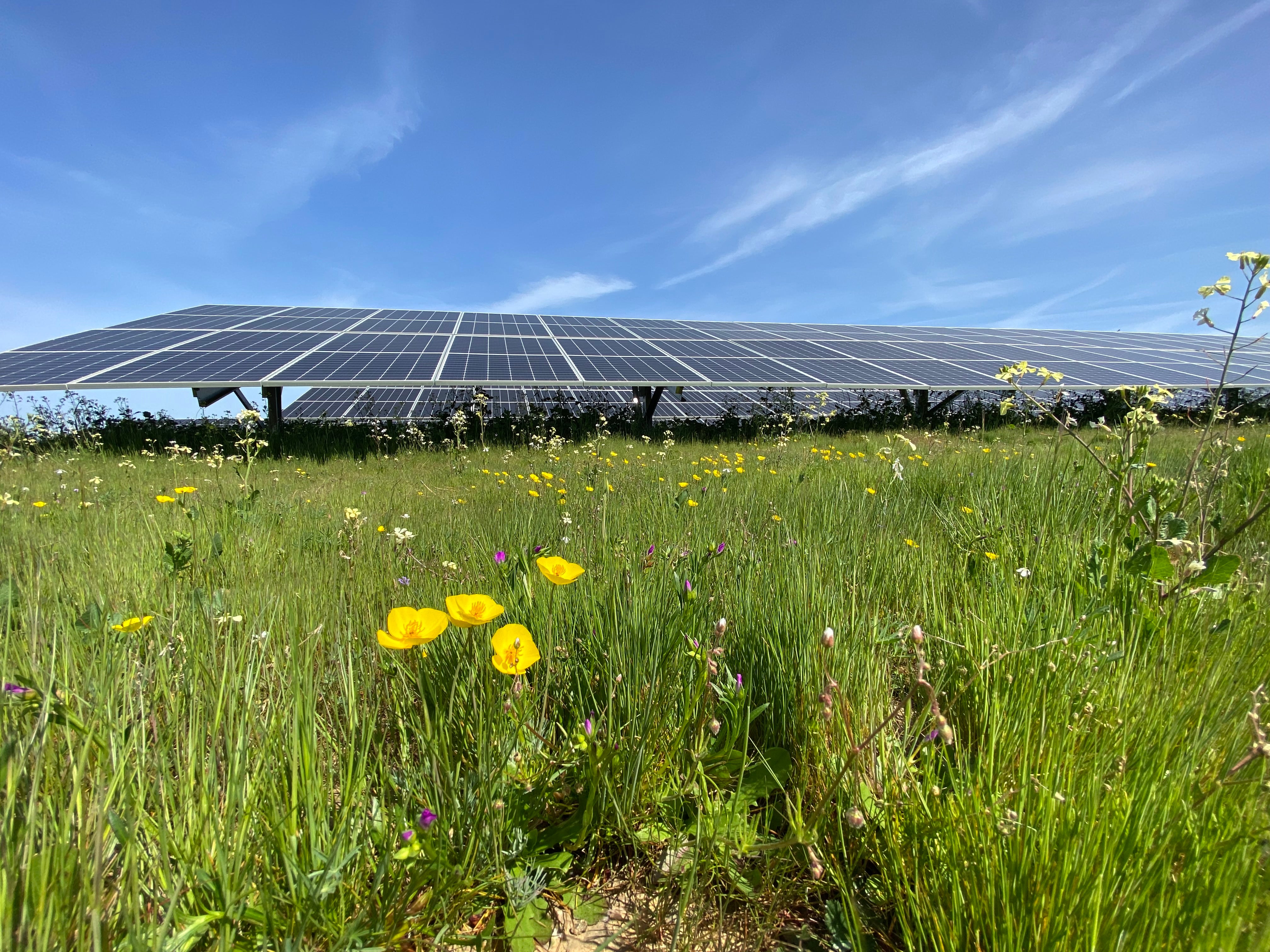 yellow ranunuls blossoms in foreground with solar panels in field in background