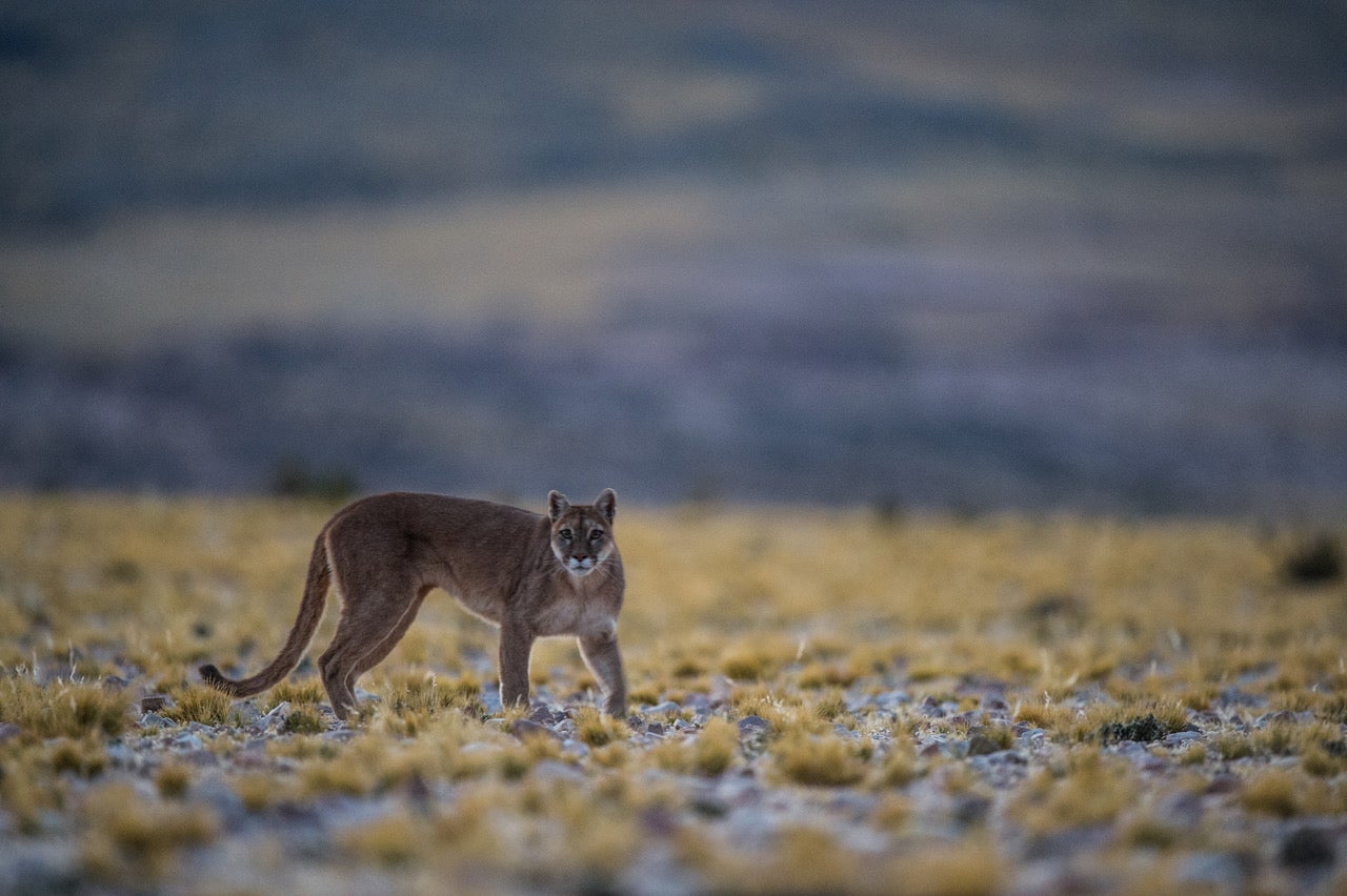 Puma, or mountain lion, in Argentina's San Guillermo National Park