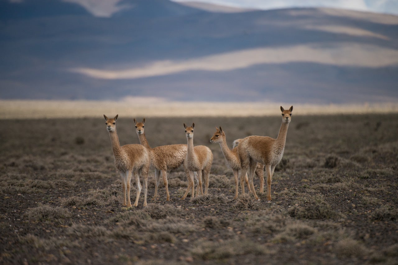 group of vicunas on the open plain in Argentina