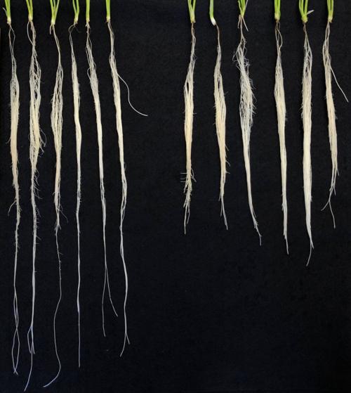 A row of plant seedlings with roots of different lengths against a black background. 