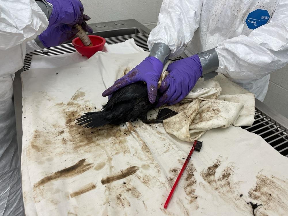 Oiled ruddy duck being cared for by veterinarians in purple gloves and white coats