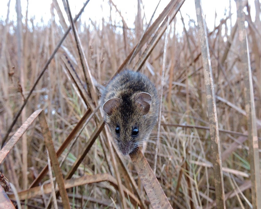 Salt marsh harvest mouse walks across bulrush in marsh