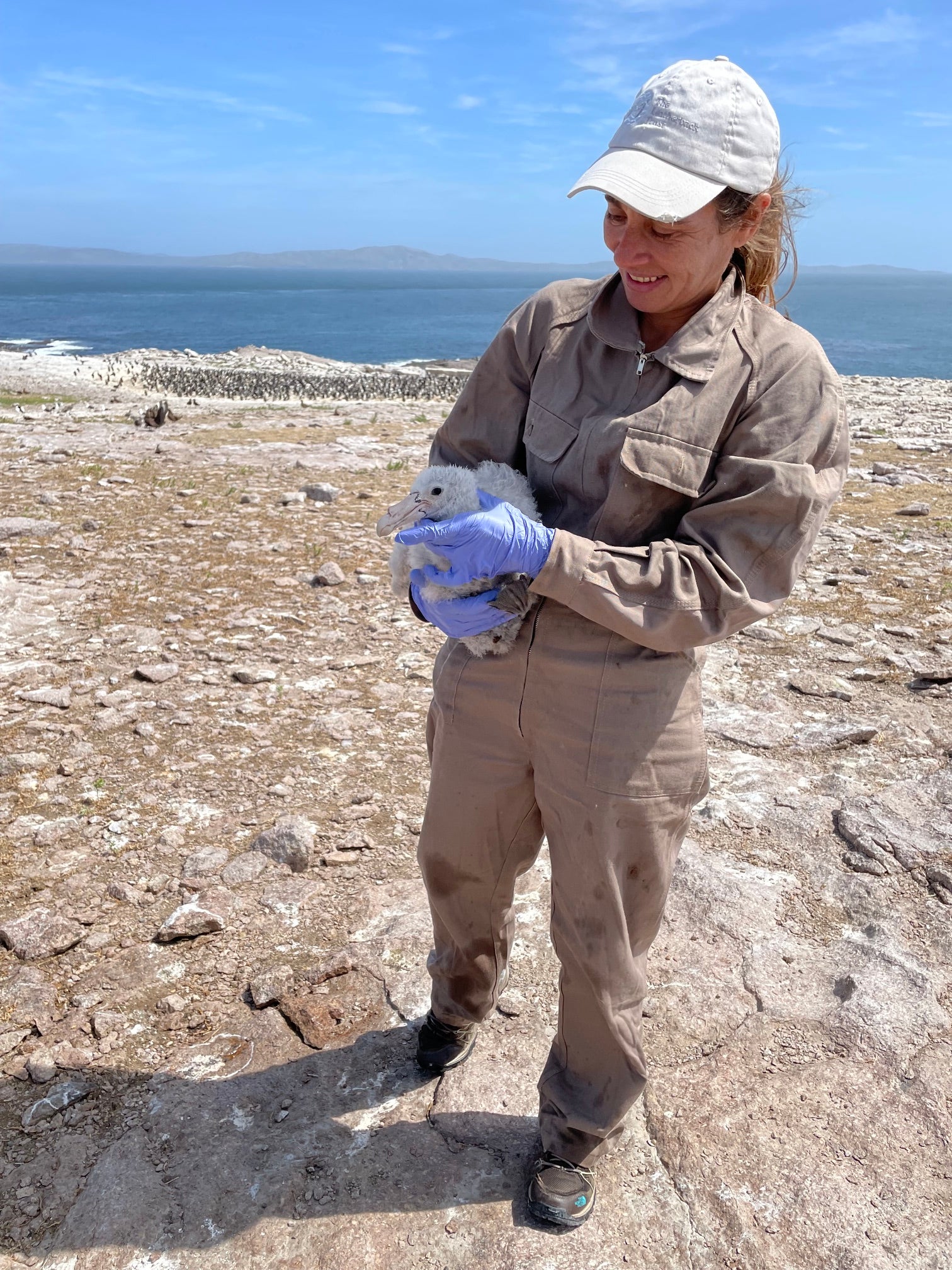 Gabriela Blanco in beige coveralls and purple gloves holds a baby petrel bird on a rocky shoreline, photo