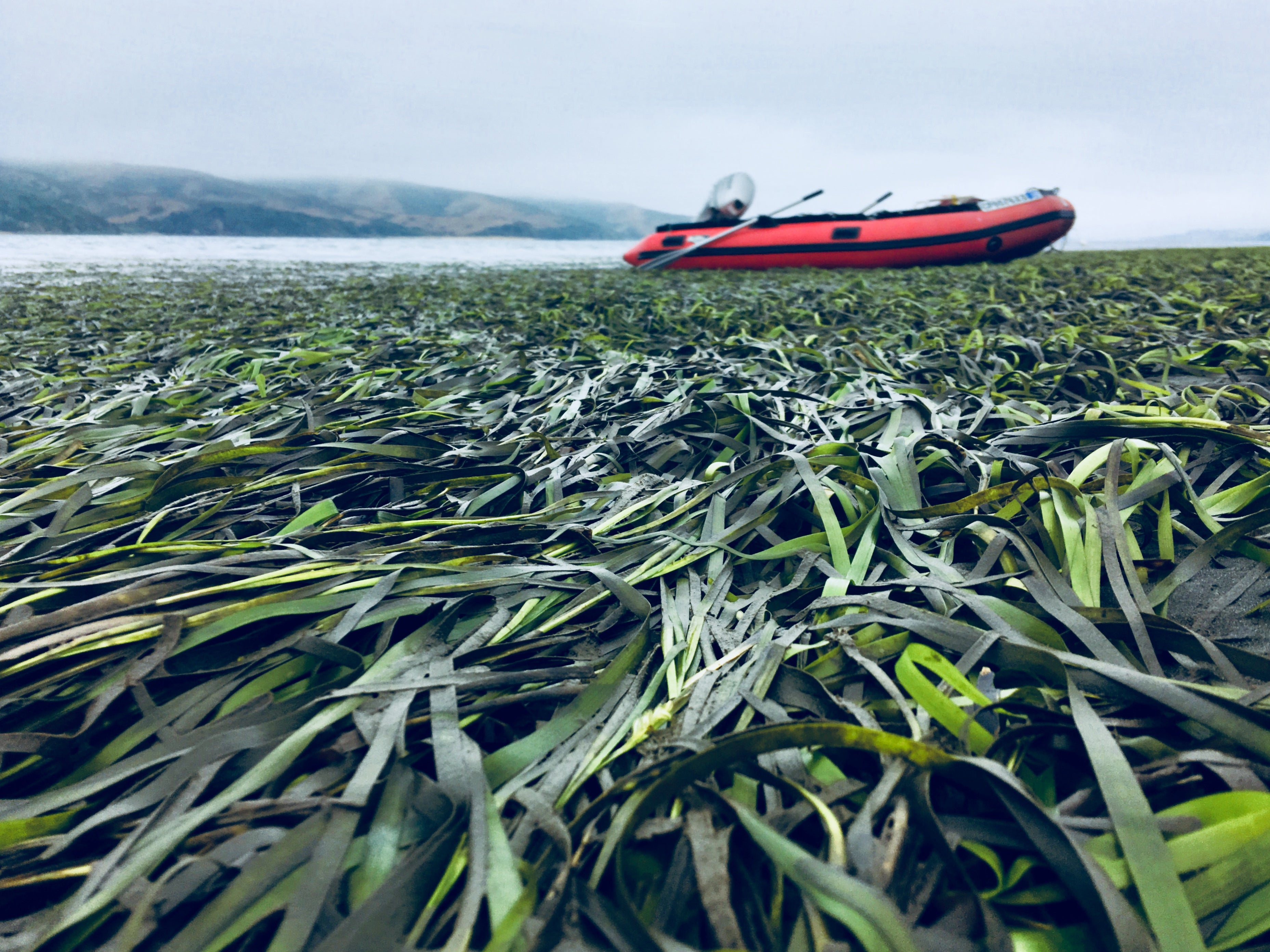 seagrasses blanket the surface of Tomales Bay with red boat in background