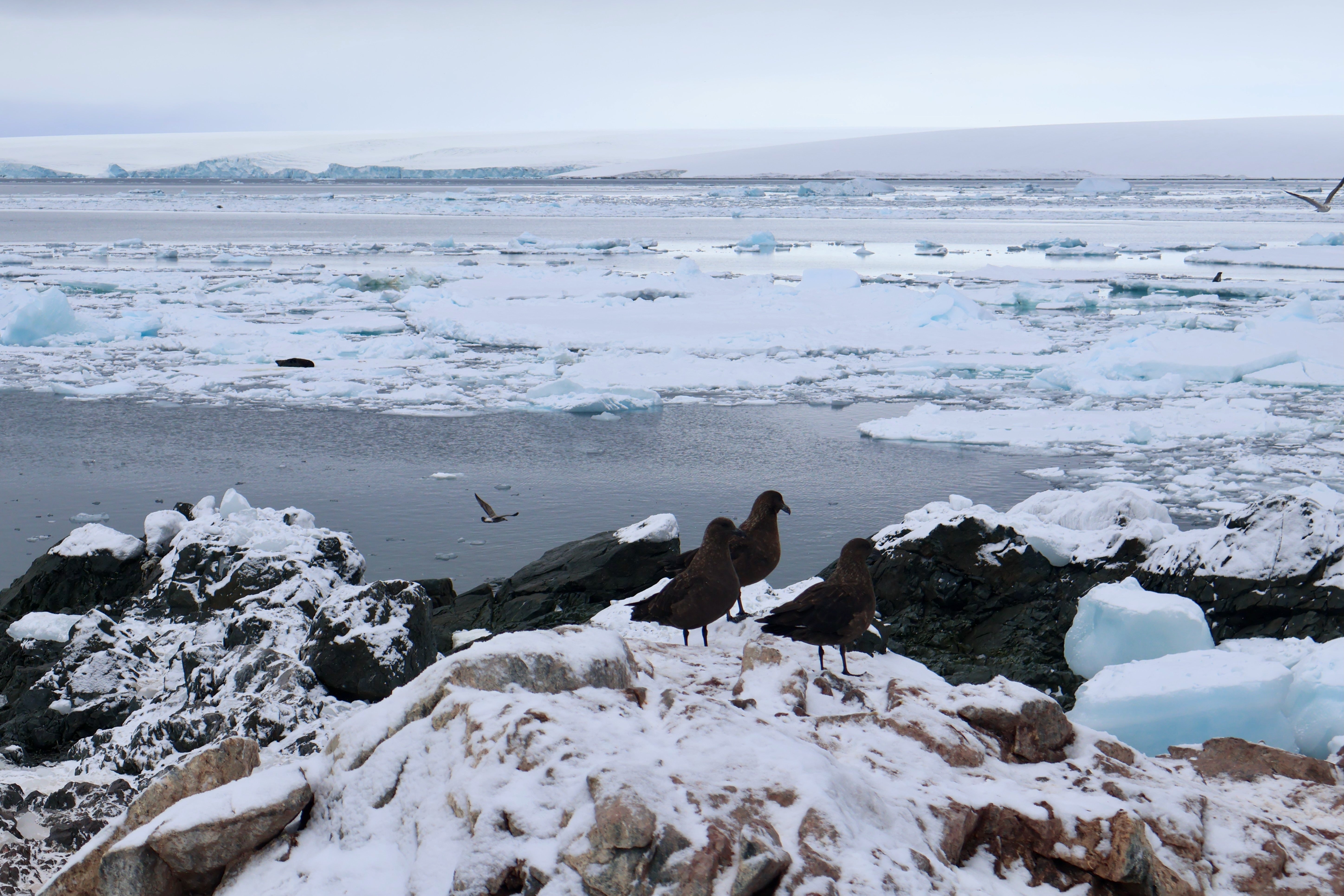 Two skua bird perched on snowy rocks by a glacial ocean landscape with icebergs in Antarctica.