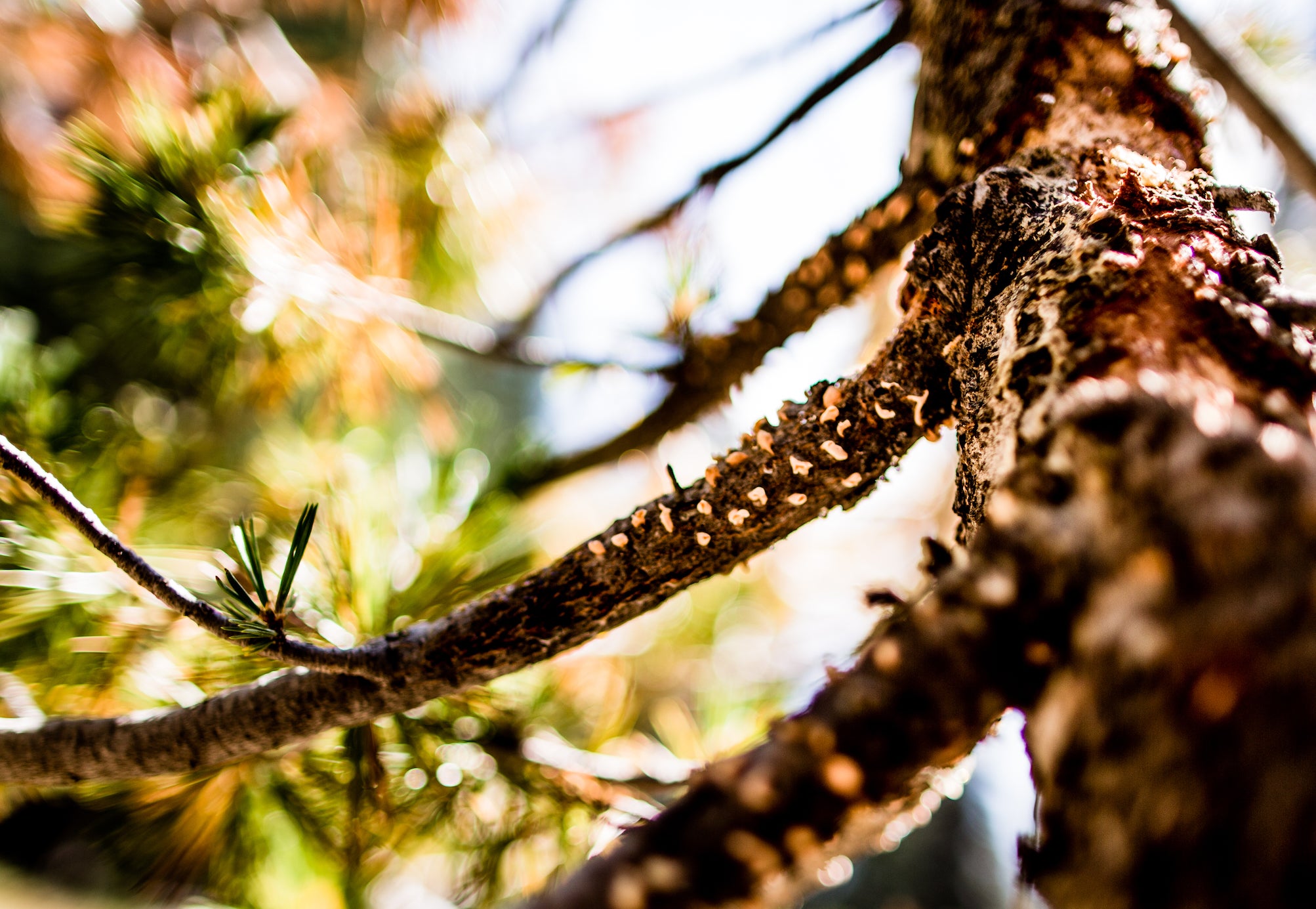 Close up of branches of pine tree suffering from infectious blister rust disease