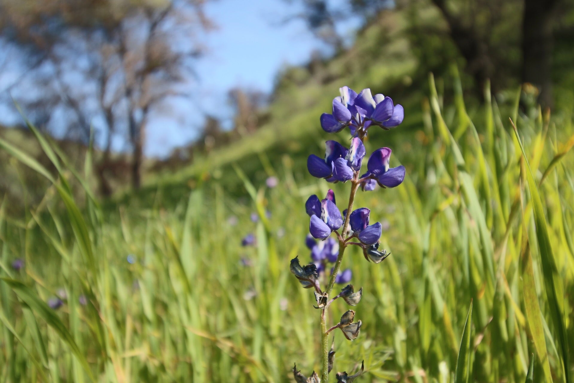 Purple lupine blooms in the grass at Stebbins Cold Canyon Natural Reserve