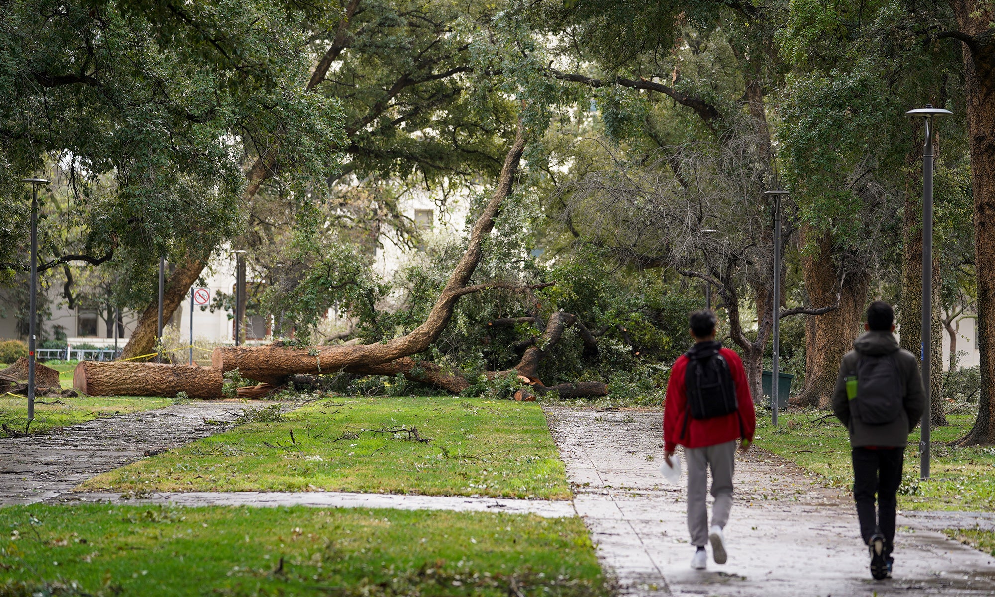 Trees down by Mrak Hall