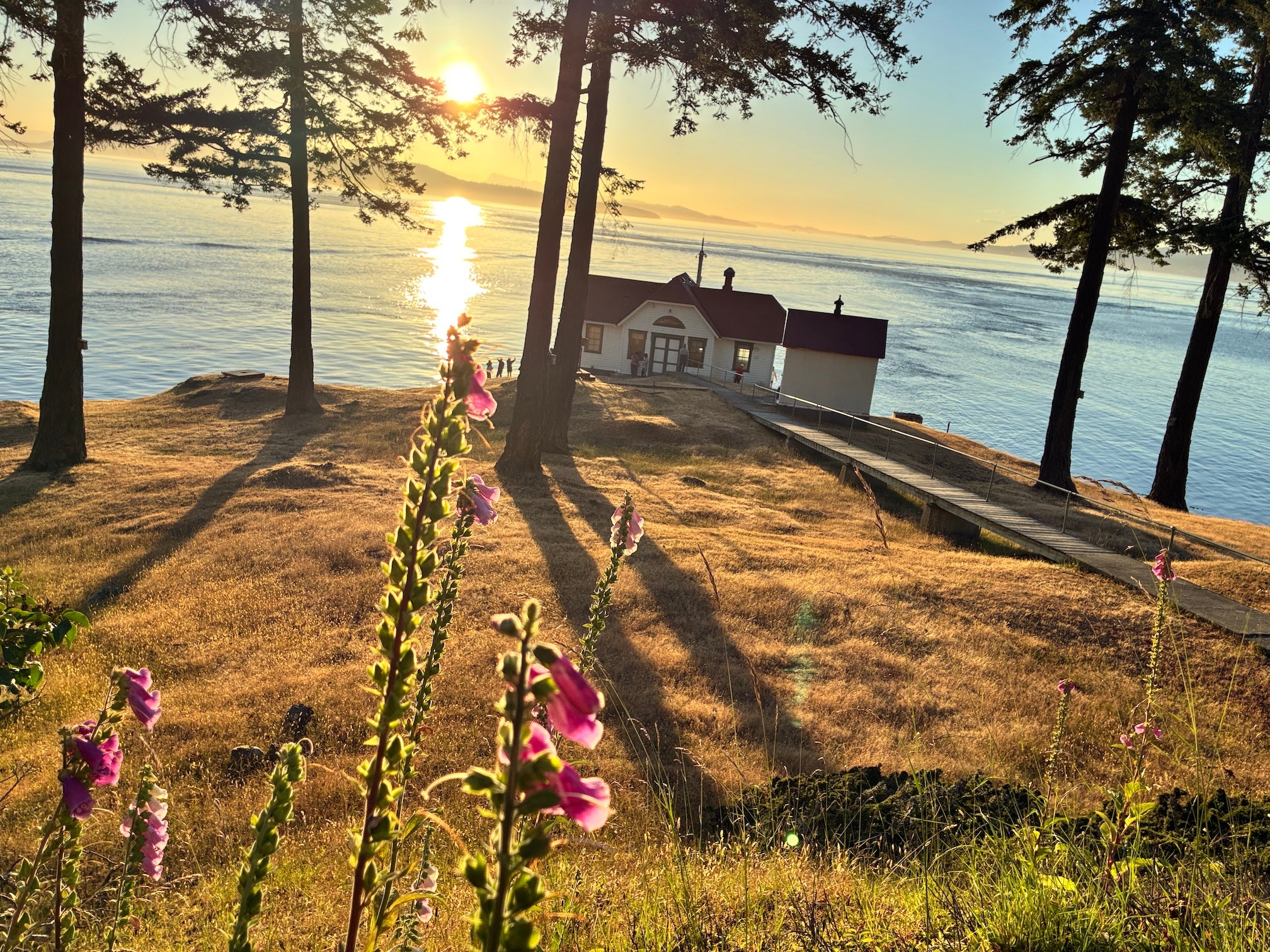 Sunset-lit cottage by the water, tall trees, pink foxgloves and long shadows