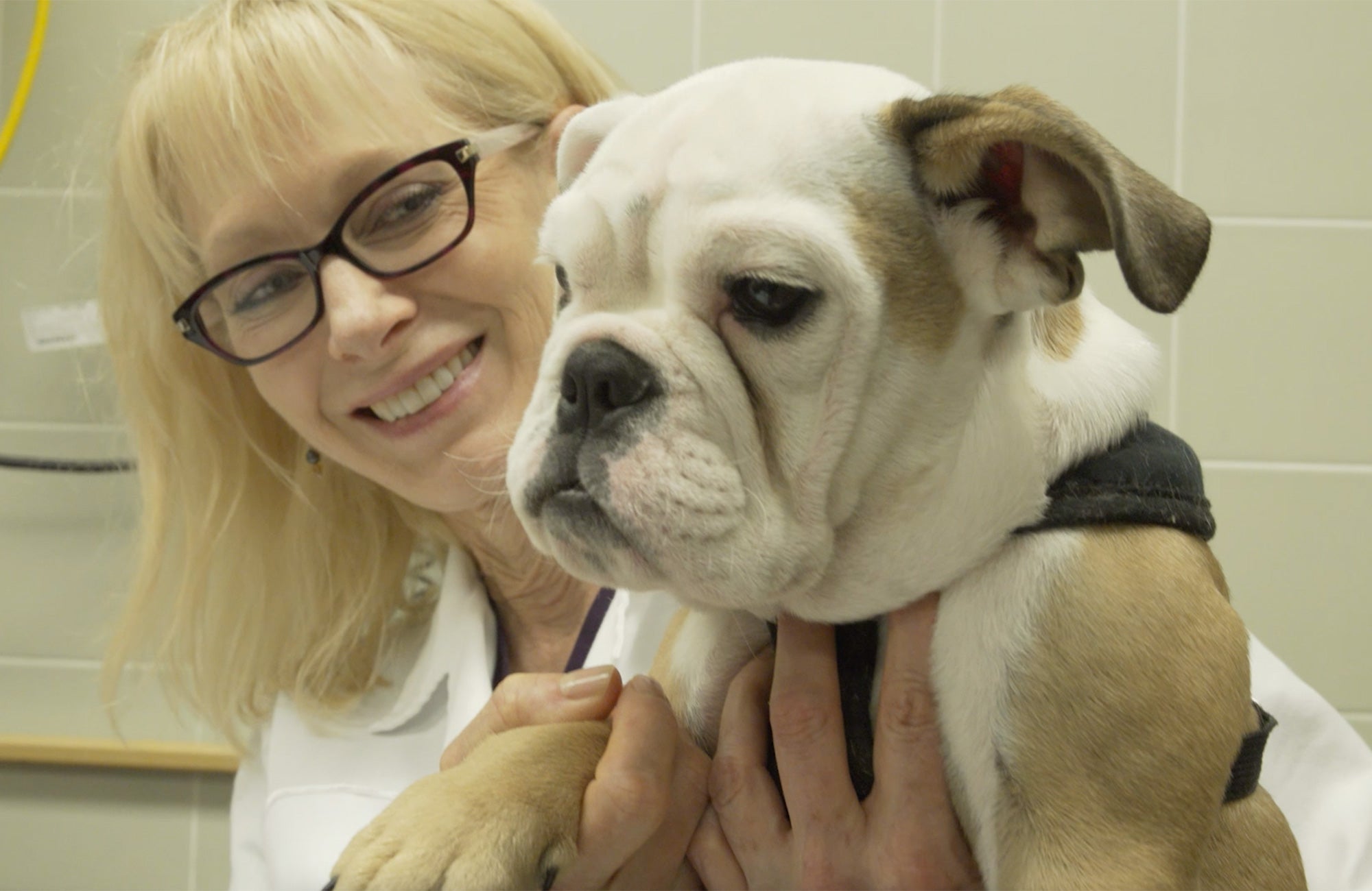 Beverly Sturges holds bulldog puppy