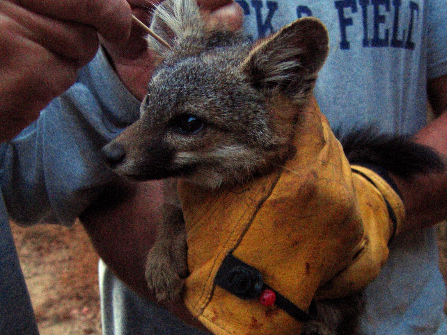 veterinarian swabs Channel Island fox for ear mites as person holds fox