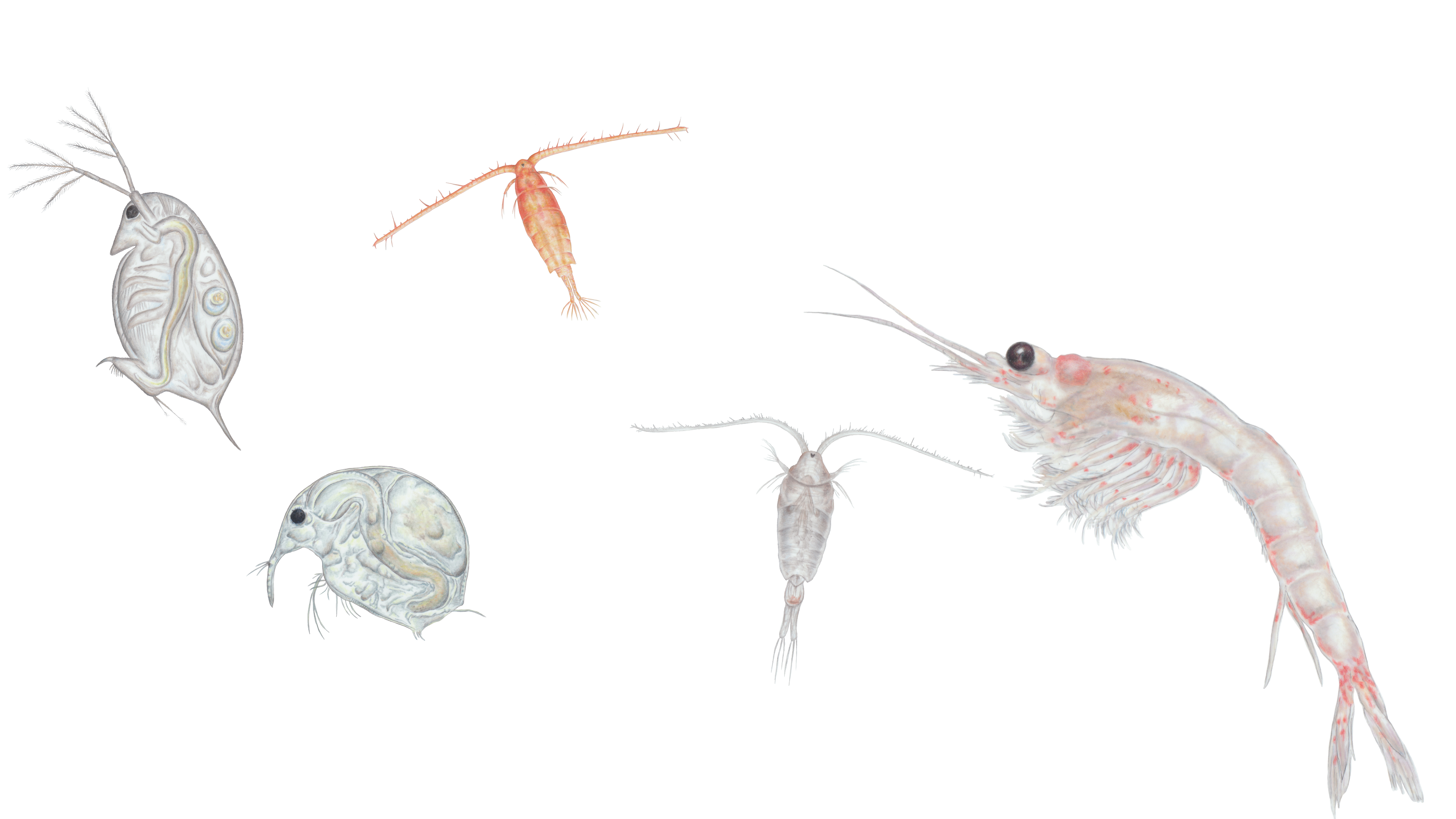 Illustrations of five species of zooplankton found in Lake Tahoe