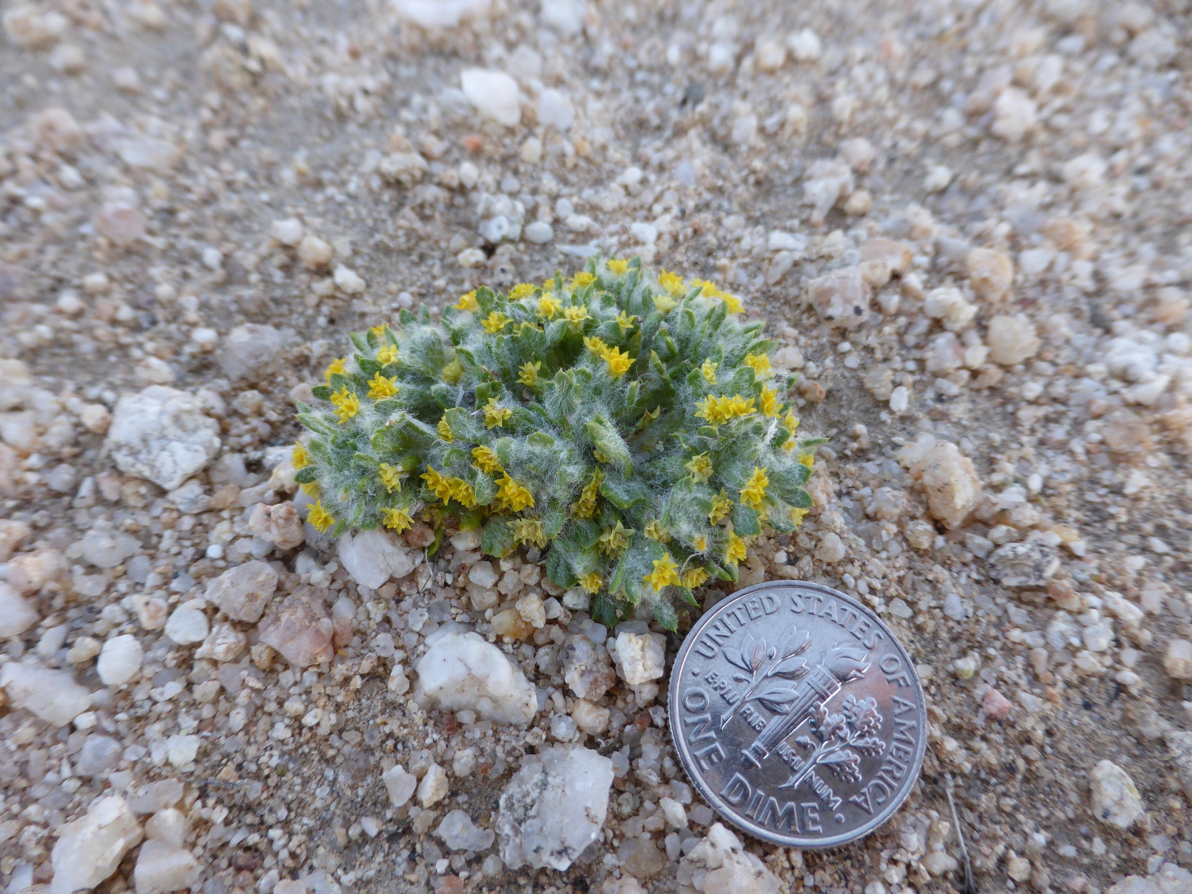 Closeup of small yellow desert flower, the rare Barstow woolly sunflower, next to a quarter.