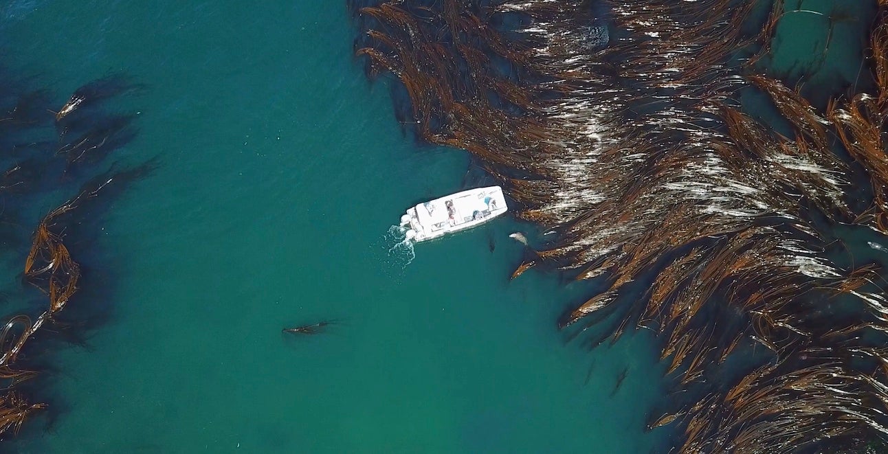 Aerial drone imagers of a boat navigating kelp and rocks in the San Juan Islands