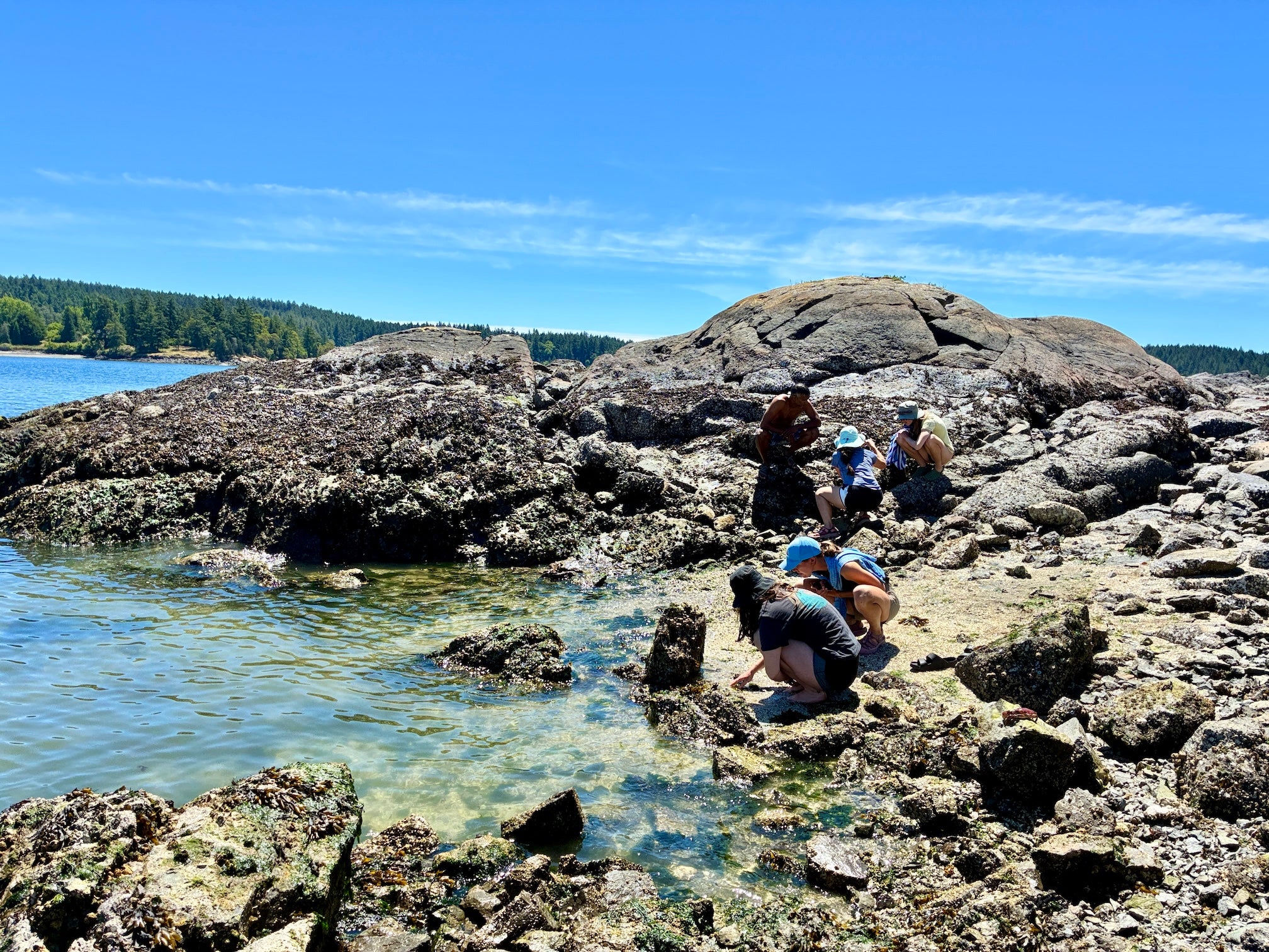 People exploring tidepools among large barnacled rocks on a sunny blue-sky shoreline