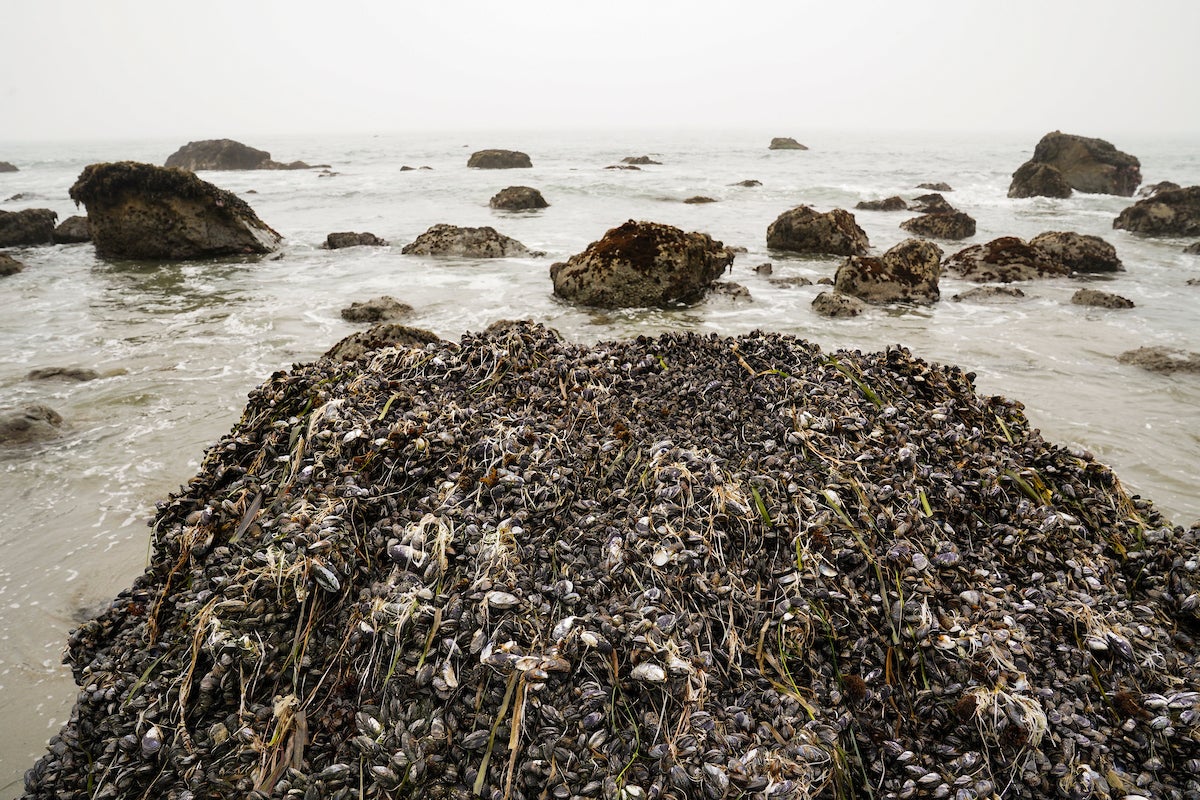 Tidepools at Bodega Bay