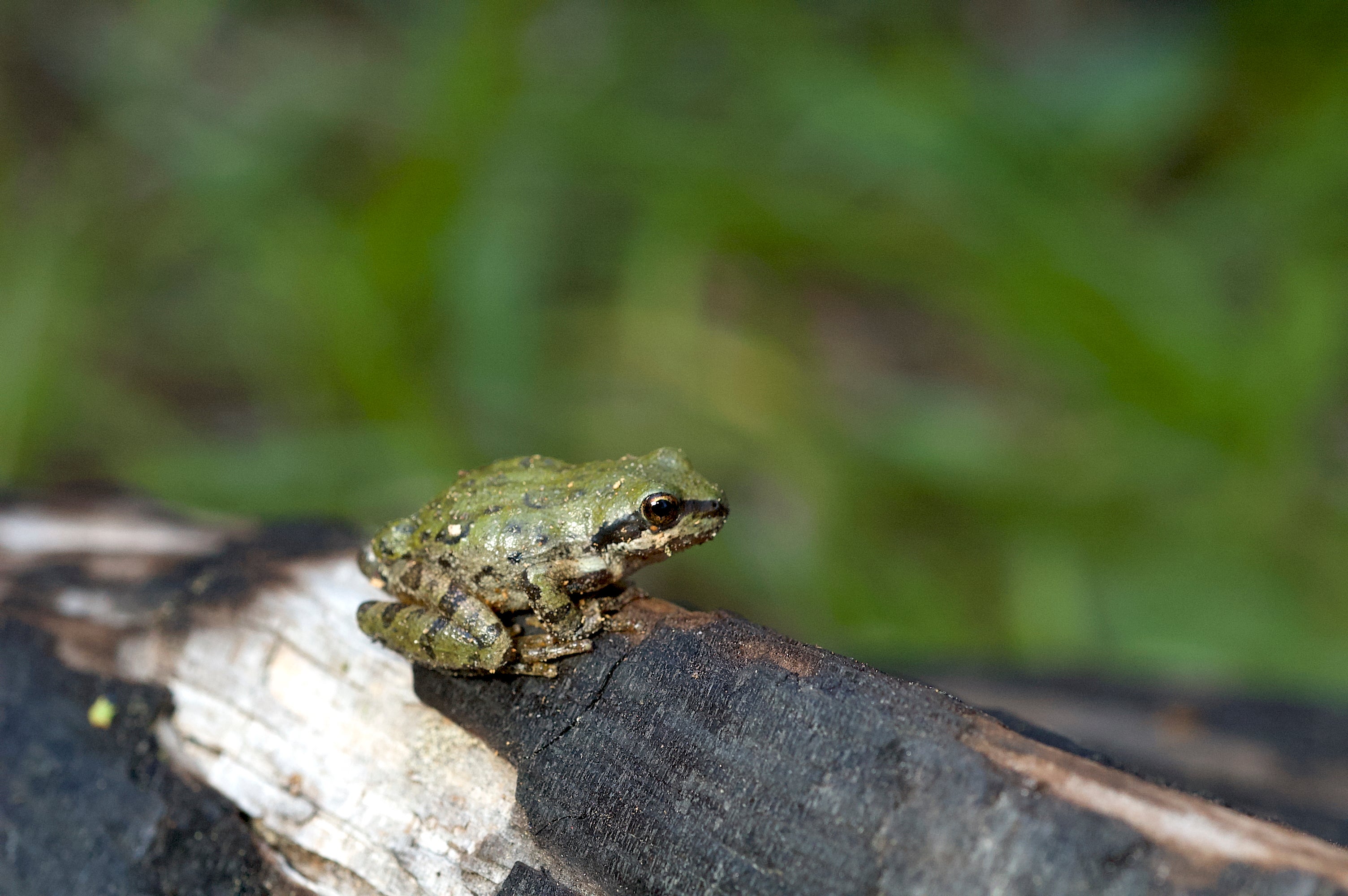 Small green Sierra tree frog perched on a dark piece of wood, surrounded by soft green grass.