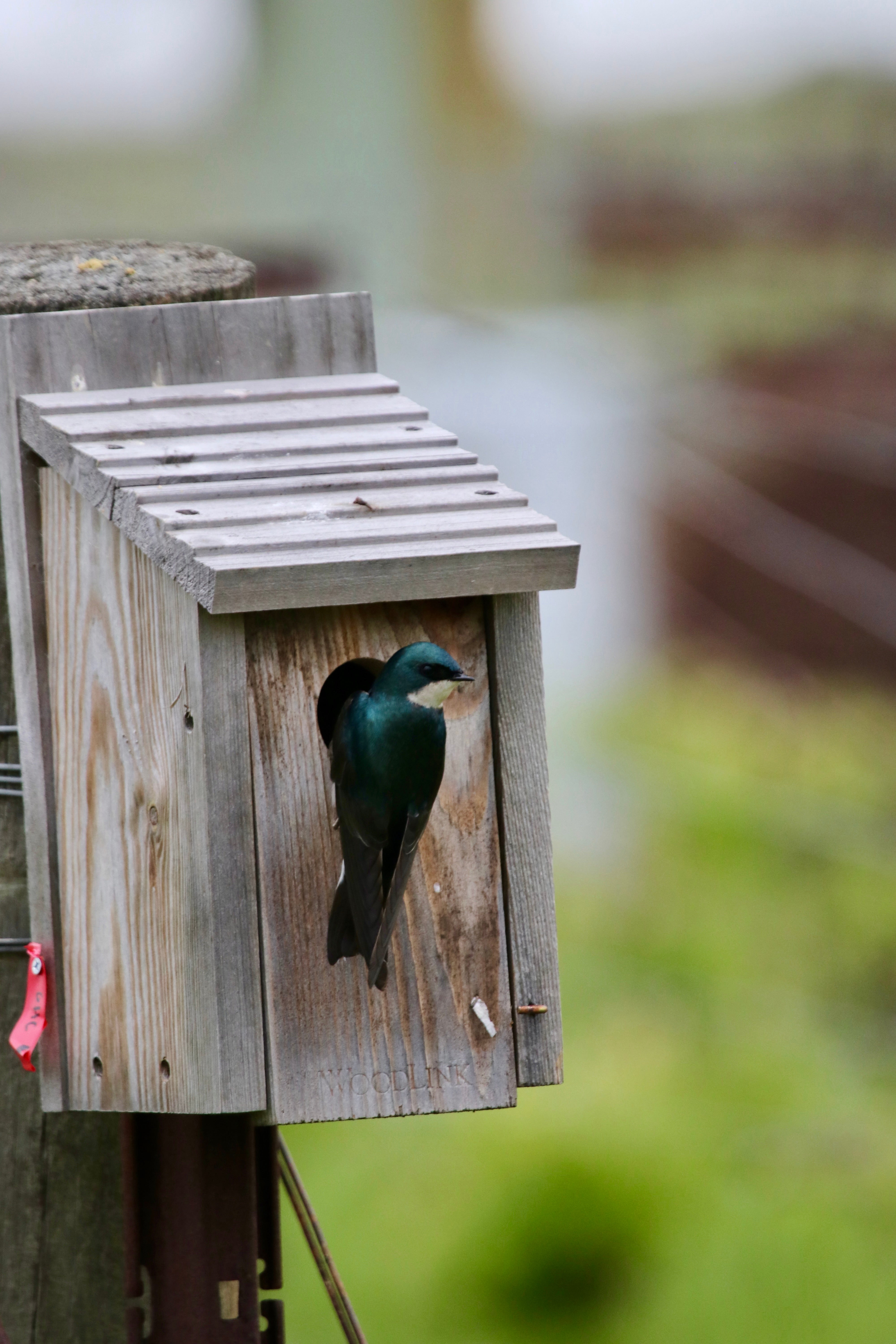Tree swallow in bird nest box
