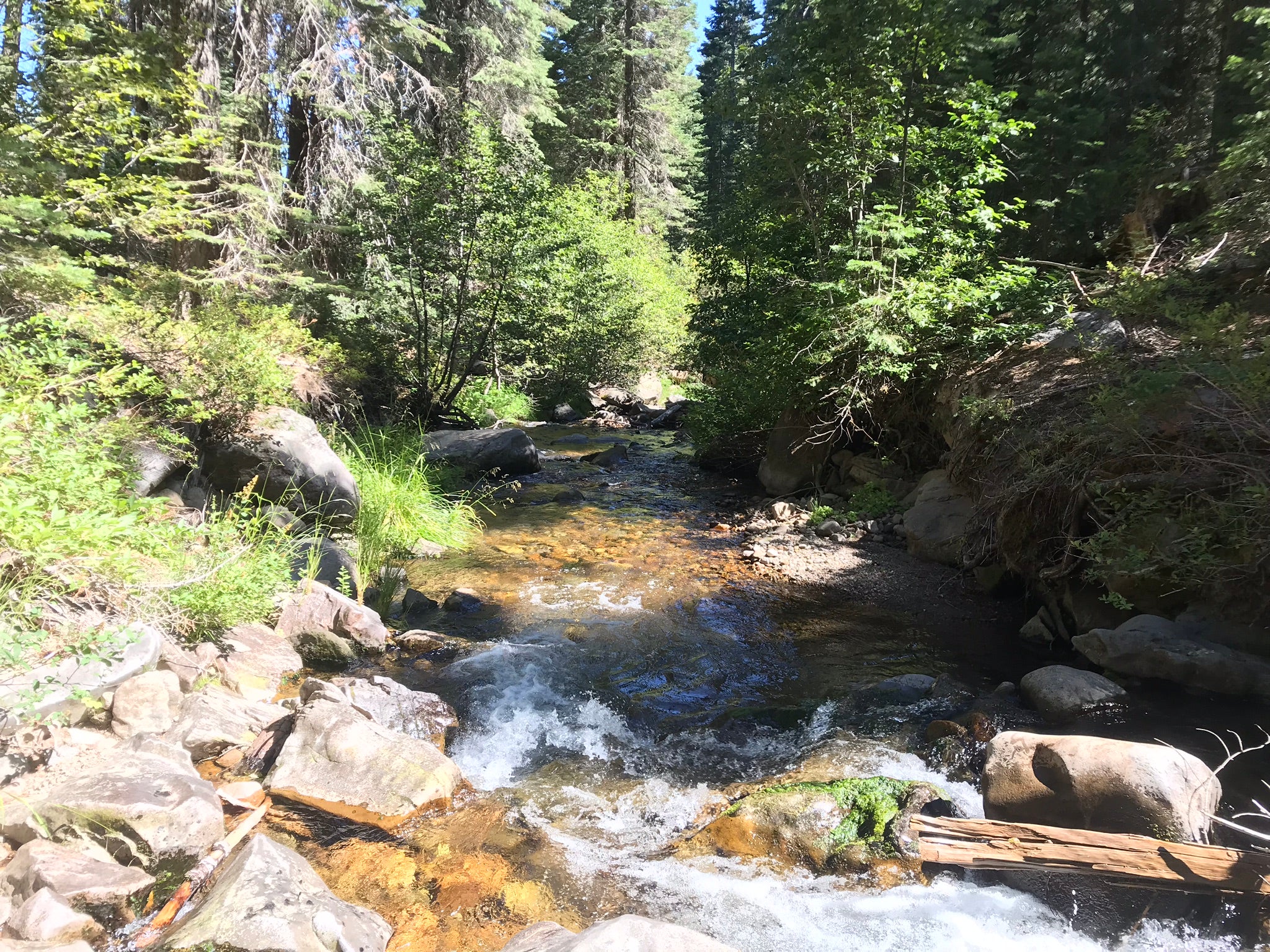 Trout Creek in McCloud River watershed runs over rocks in forest