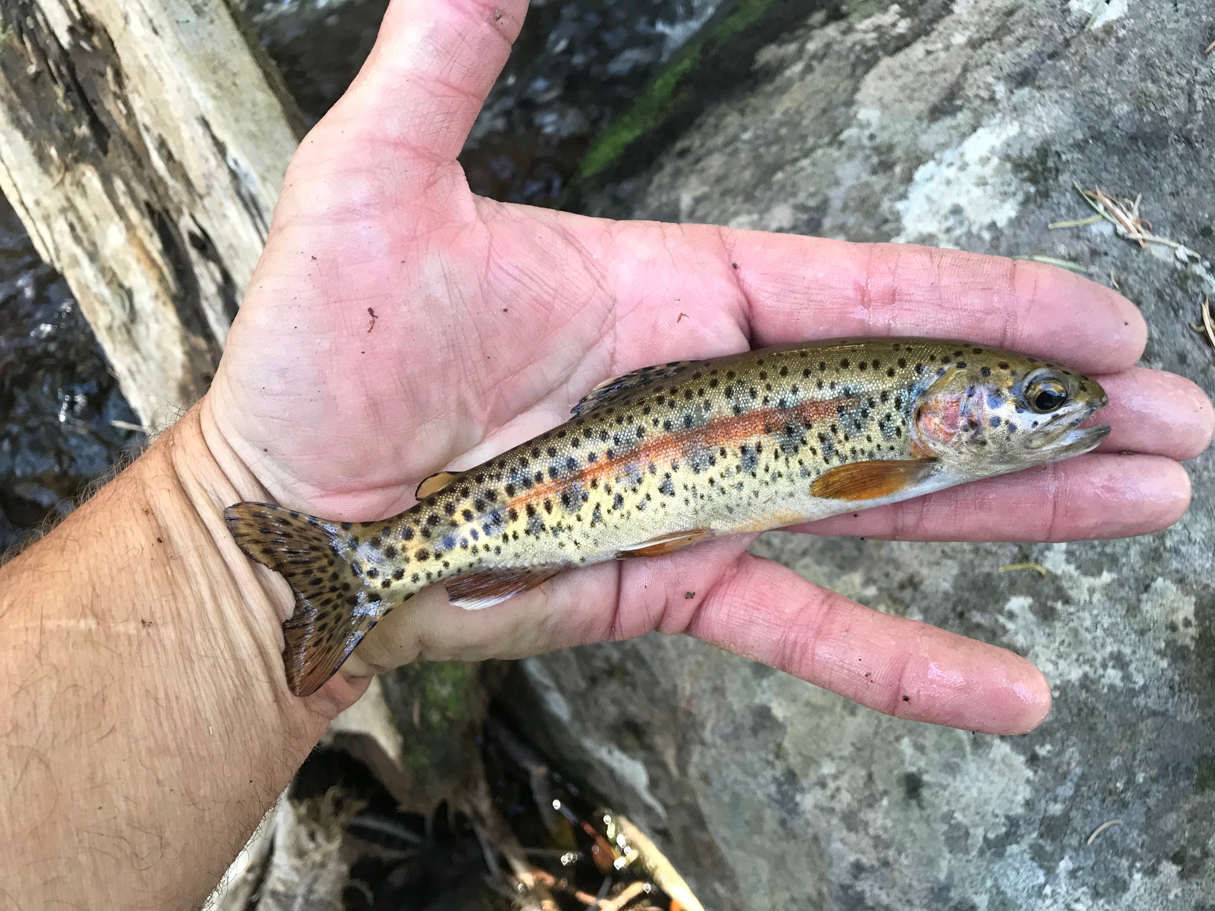 McCloud River Redband Trout, or O. mykiss calisulat, held in hand