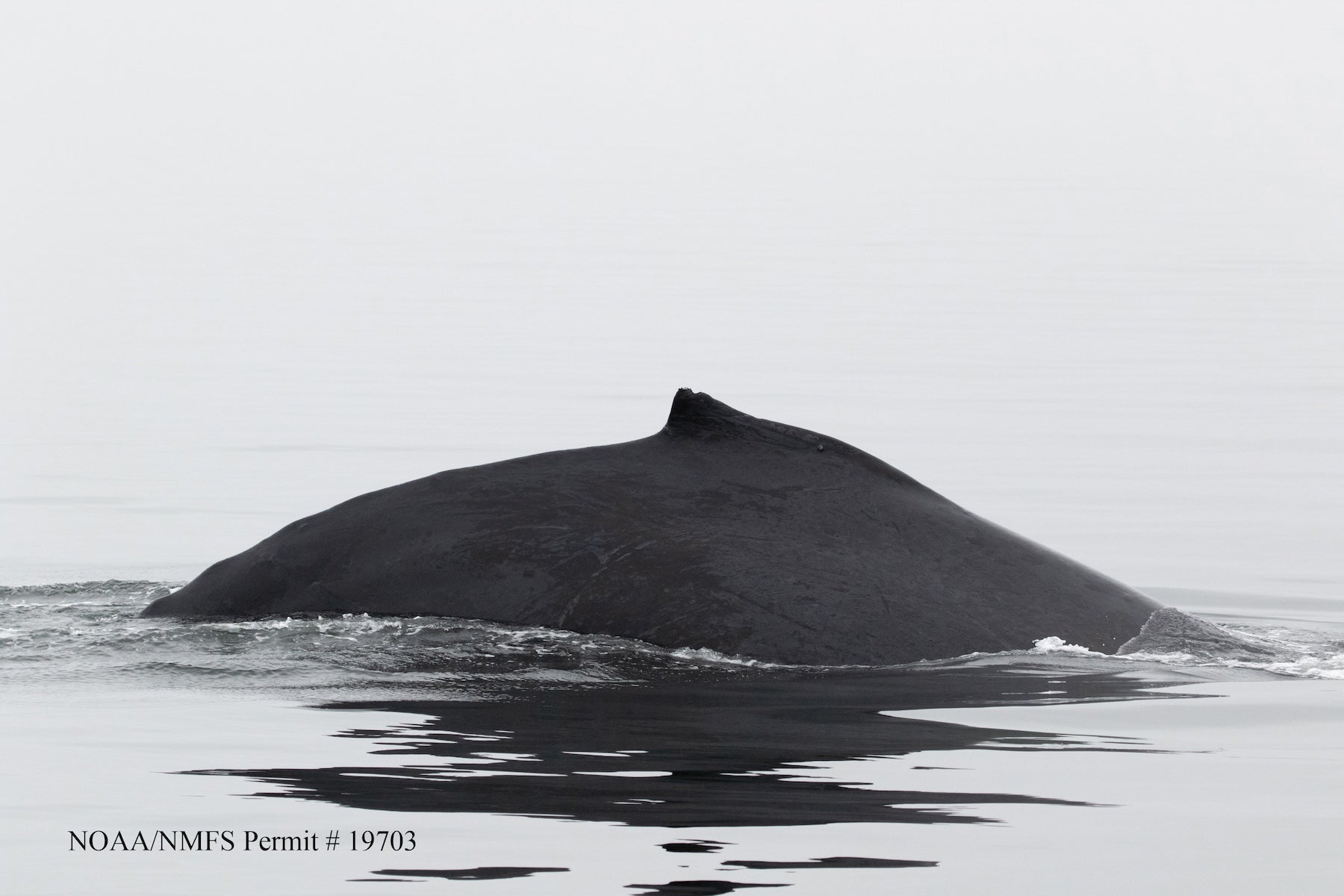 Twain, a 38-year-old female humpback in the waters in Southeast Alaska. (Jodie Frediani)