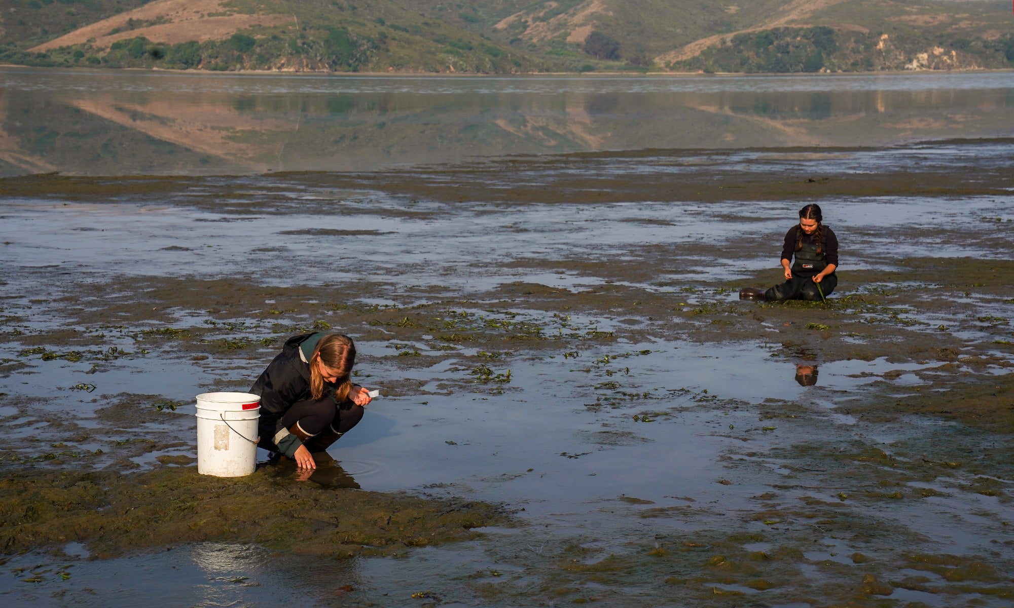 Undergraduates conduct their own research in Tomales Bay.