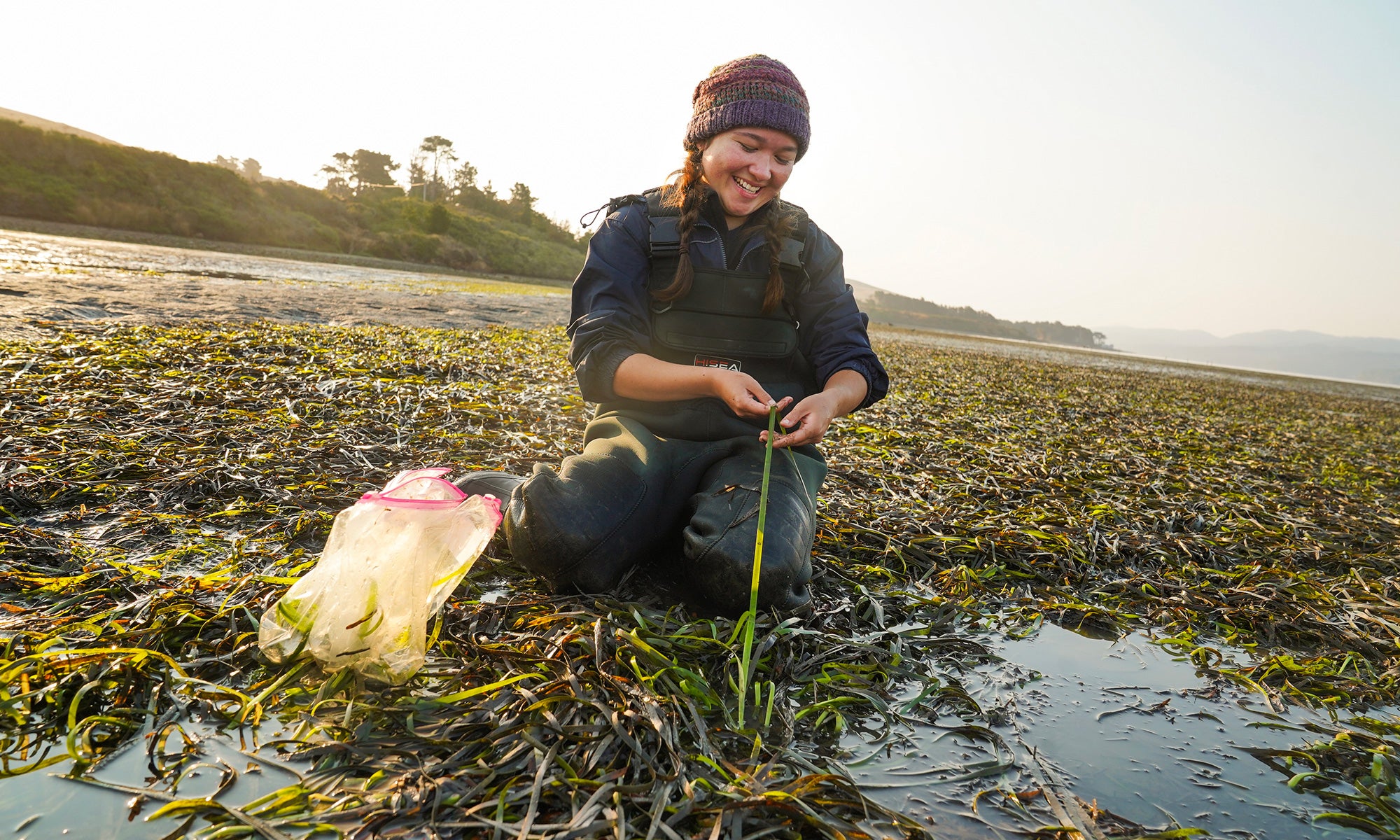 Undergraduate Malia Reiss examines eelgrass in Tomales Bay.