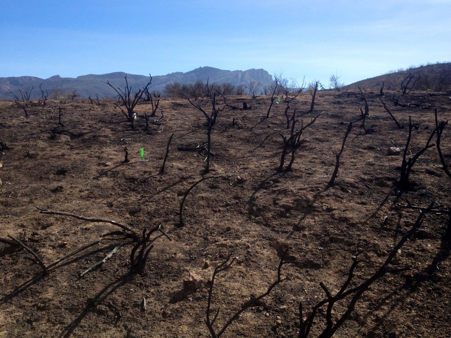 burnt landscape of shrubs and brown ground in Santa Monica mountains