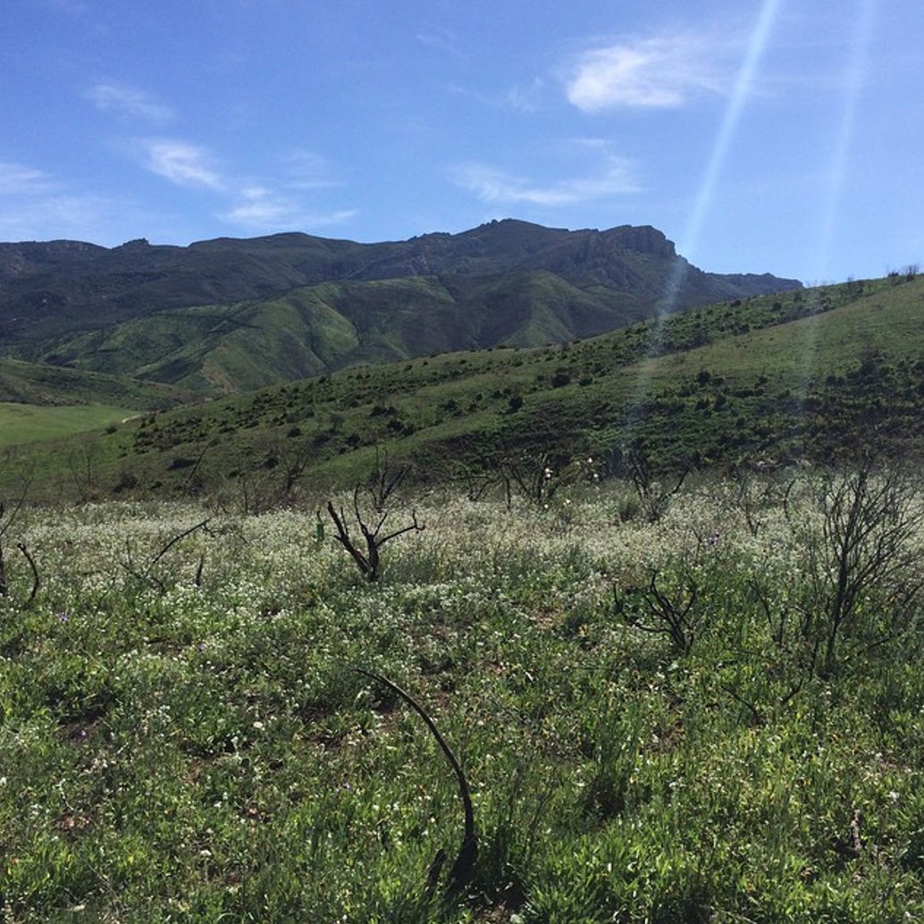 mountain landscape in green carpet of grass, wildflowers and burned shrubs