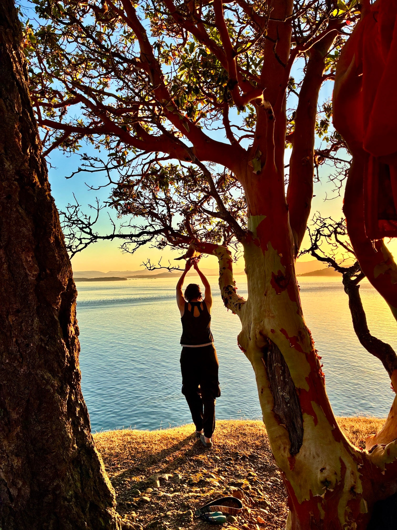 Person silhouetted hanging from tree branch at shoreline sunset