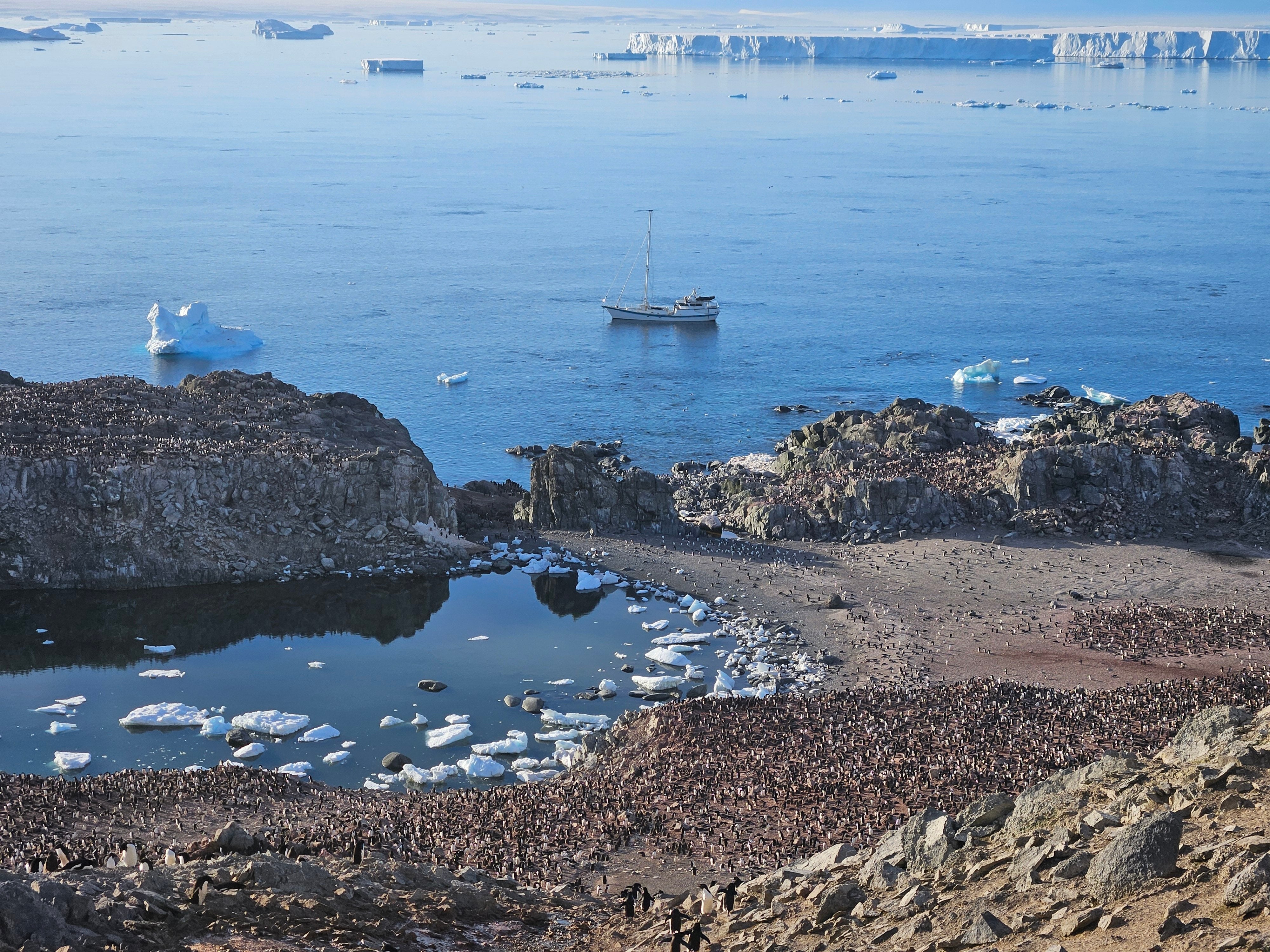 Penguin colony on icy shoreline in Antartica