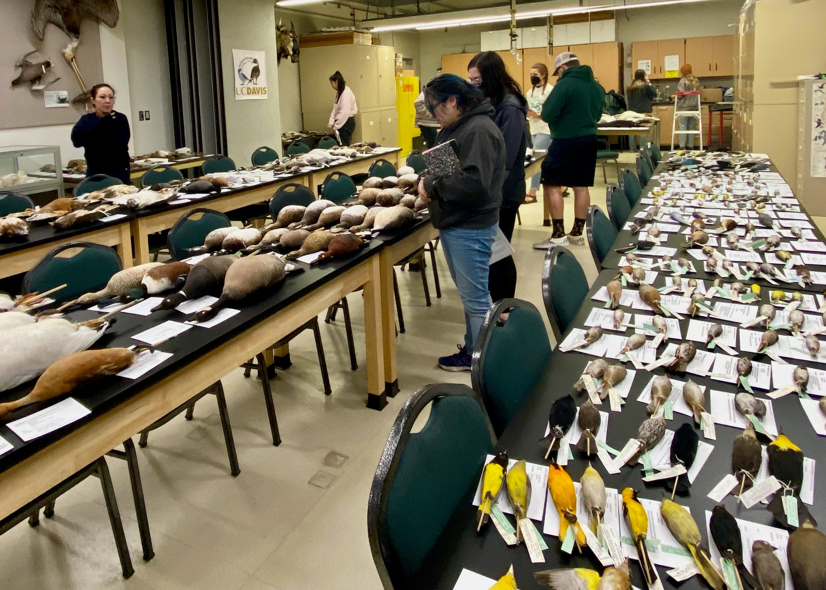 Bird specimens line tables of classroom as students study them