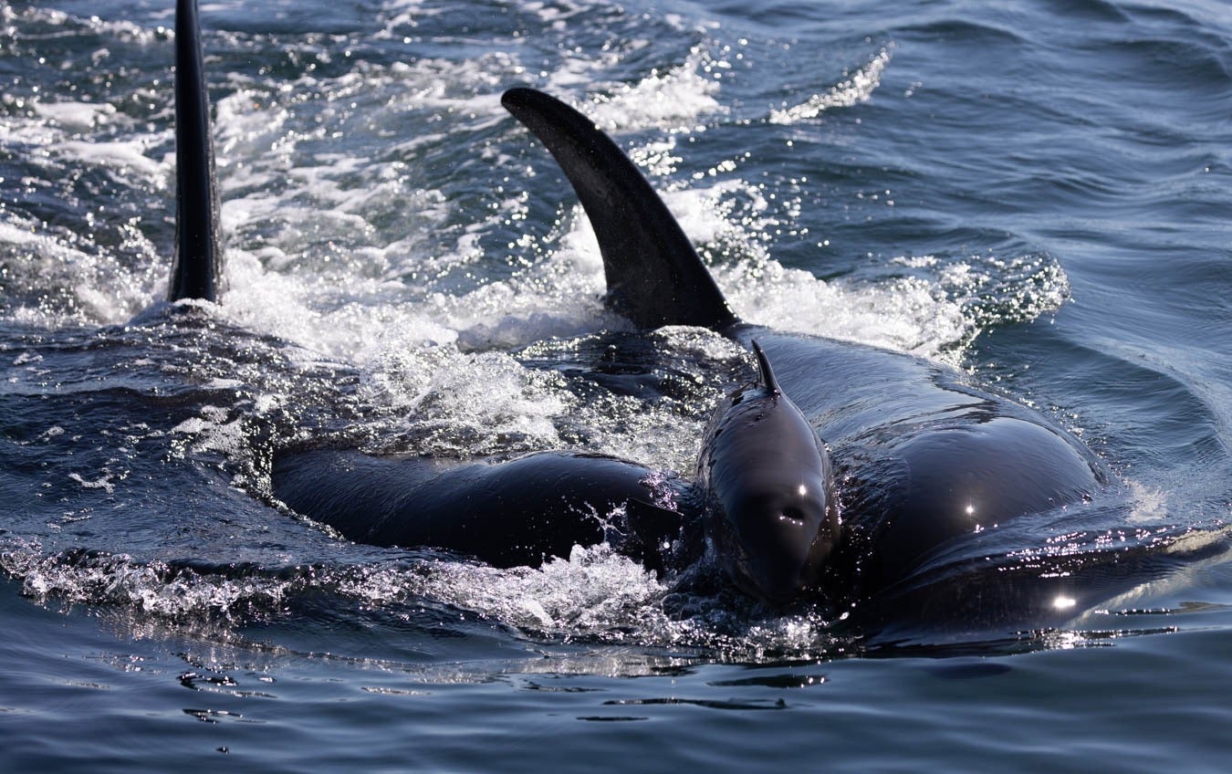 Killer whales harrass porpoise