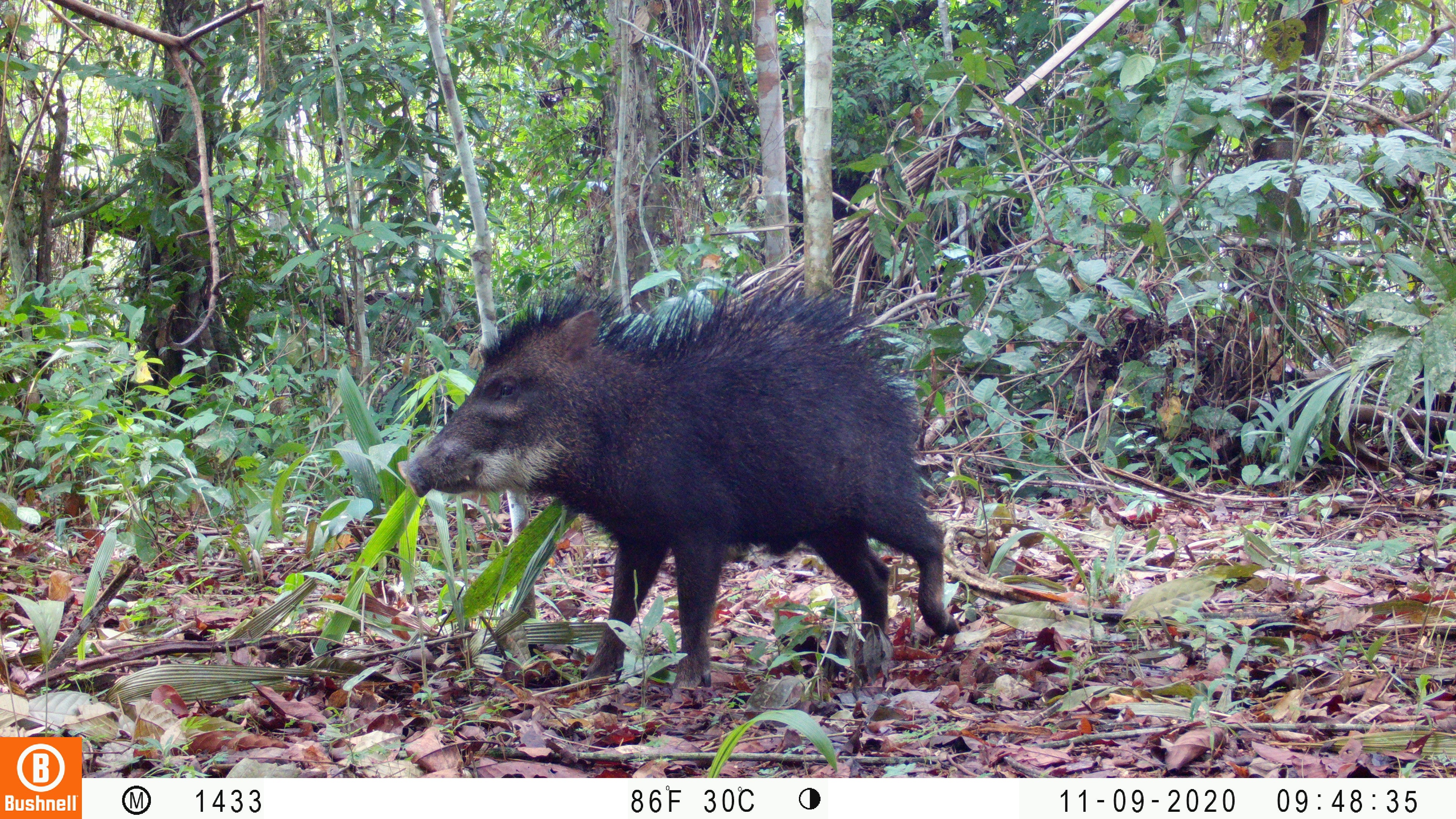 resembling a wild pig, a white-lipped peccary walks in Amazon rainforest
