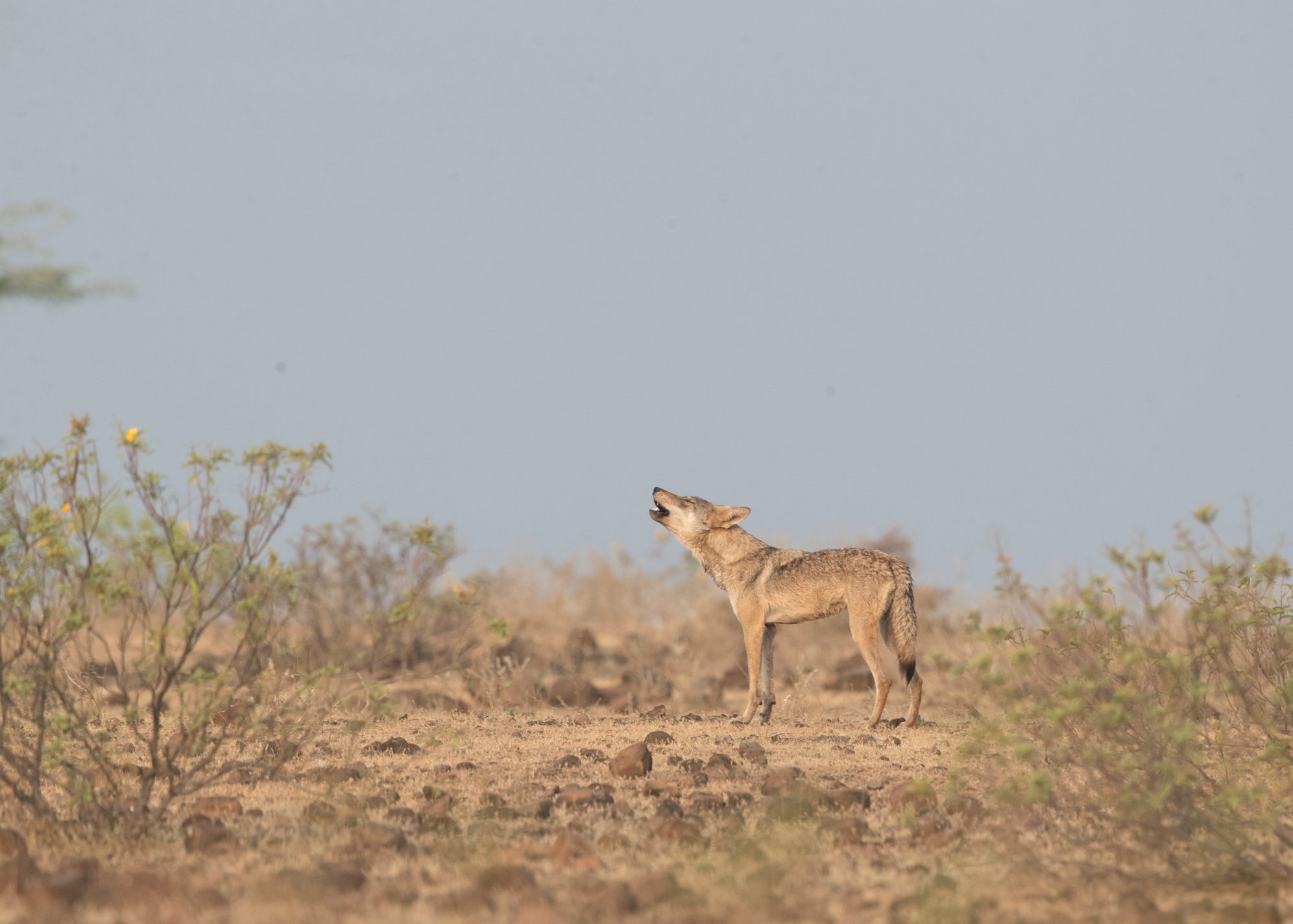 An Indian wolf howls in a grassland