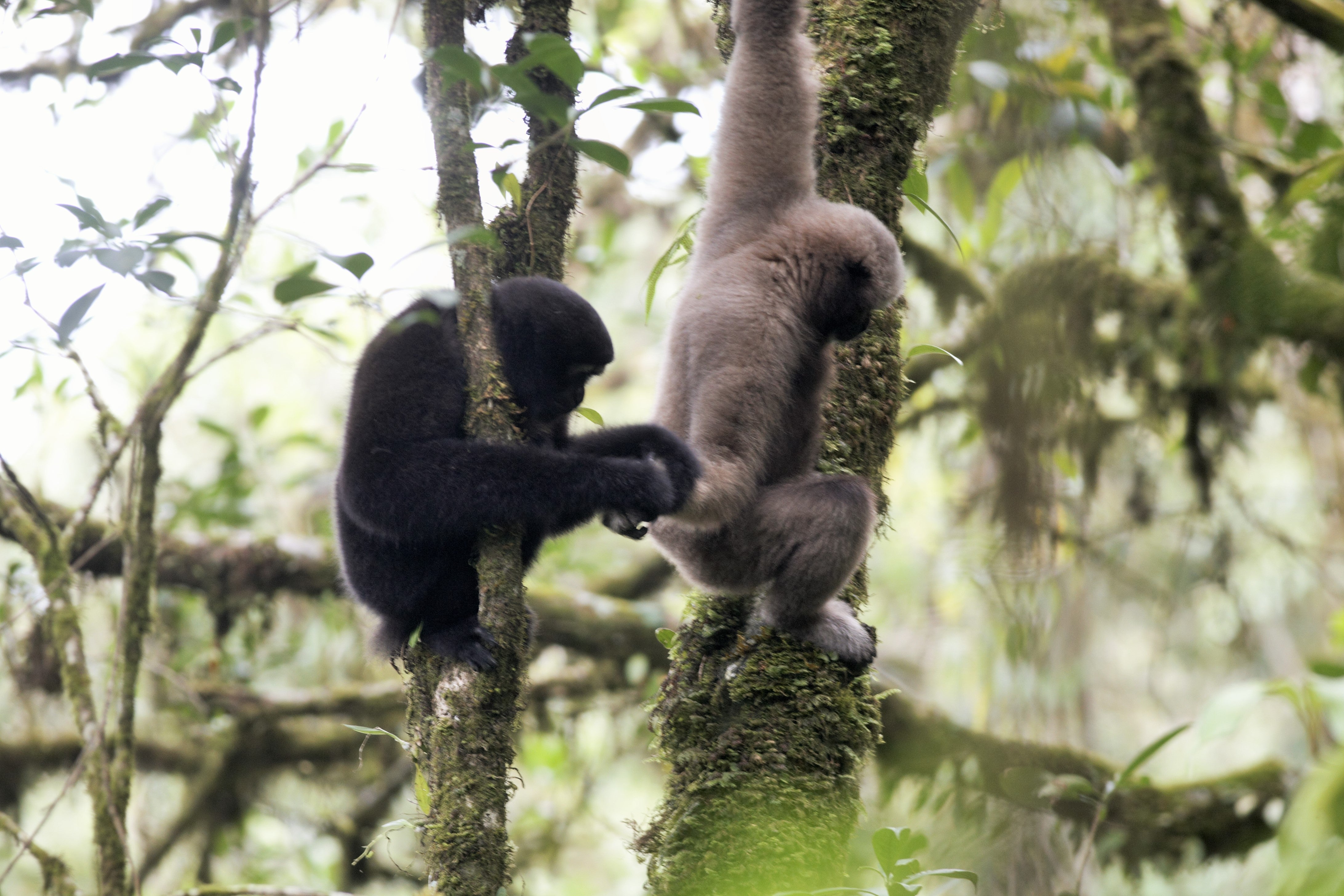 Pair of Eastern hoolock gibbons on tree branch in foret