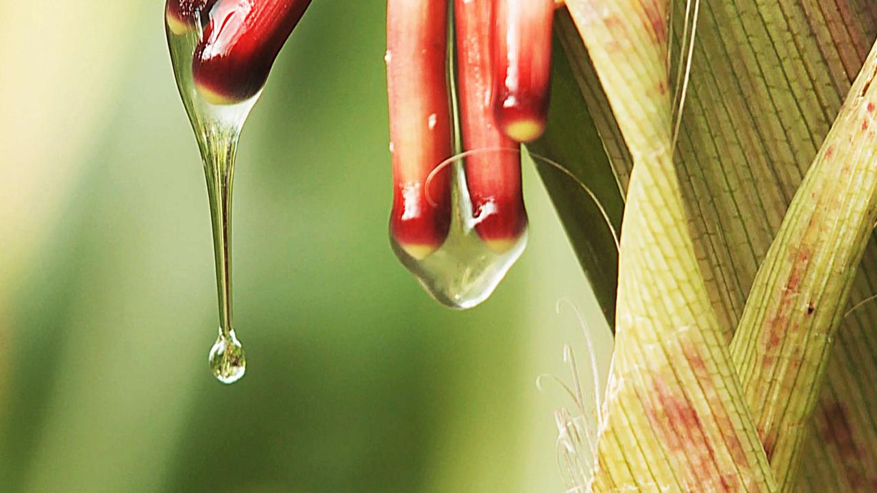 Sugar-rich mucilage dripping from indigenous corn