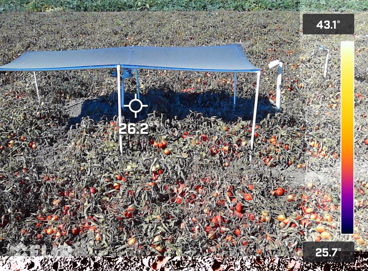 solar filters over tomato plants on research field at UC Davis with illustrated thermal color bar running vertically
