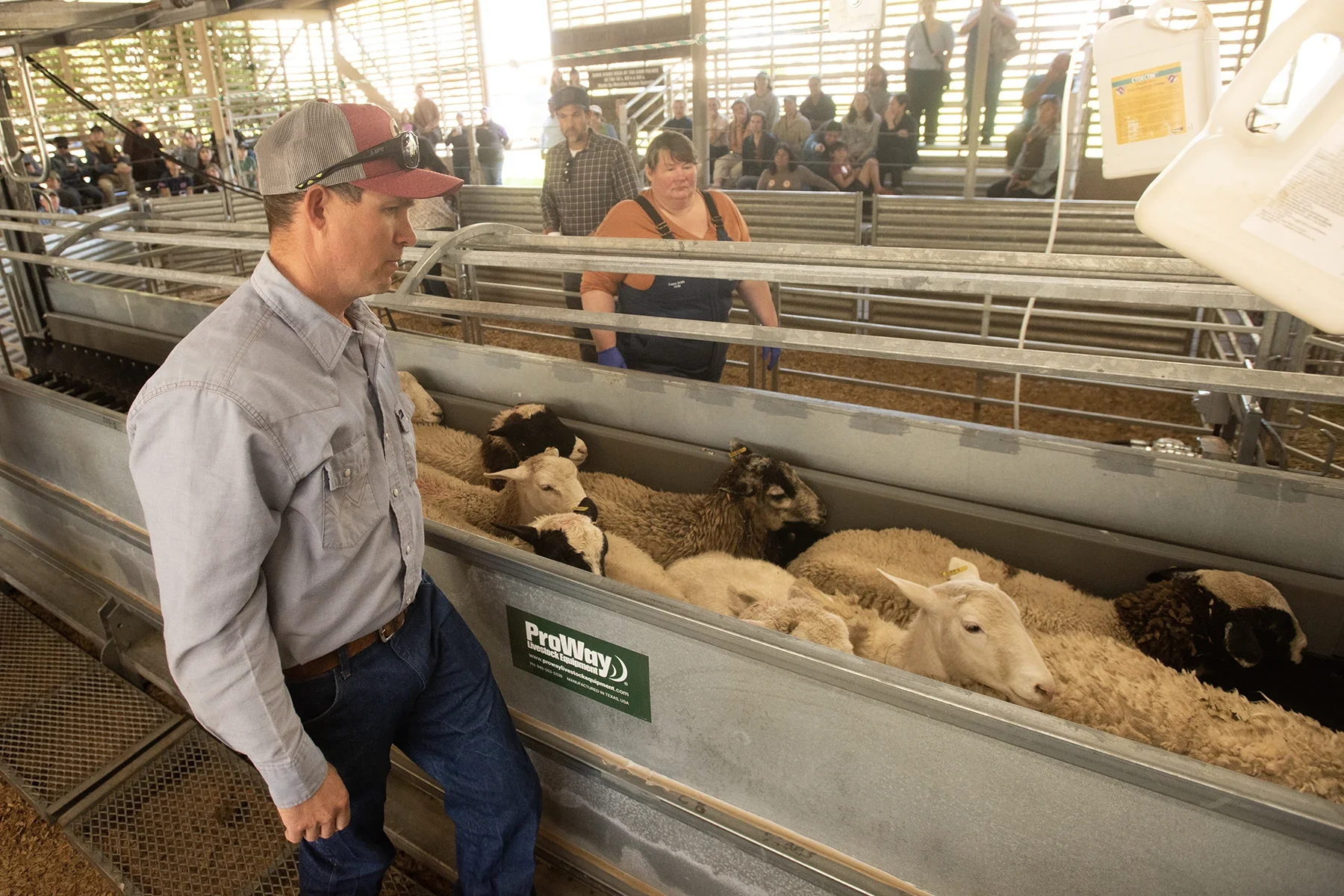 A man and a woman inspecting sheep in metal pens at livestock barn (photo)