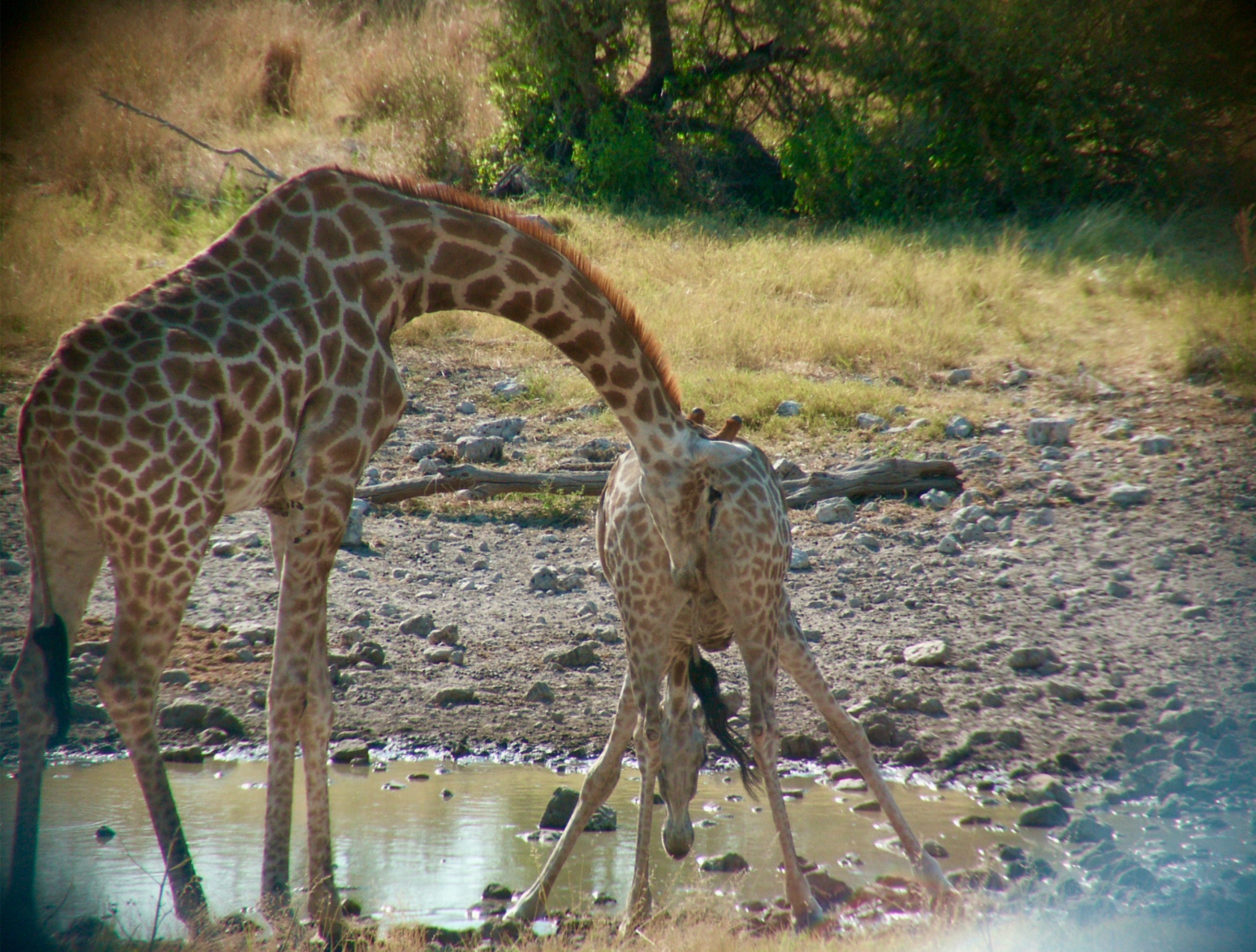 Male giraffe bends neck behind female giraffe