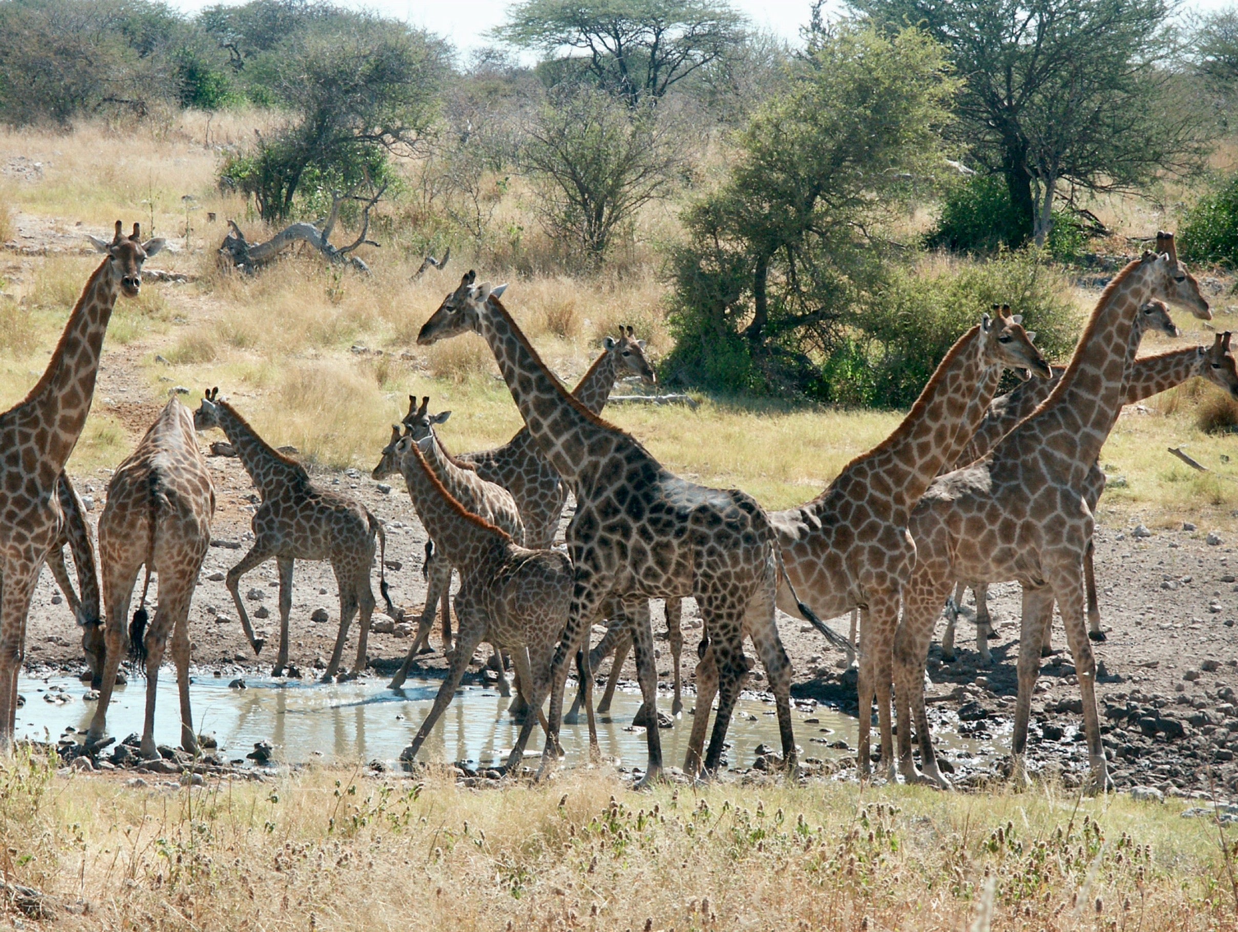 A group of giraffes at a water hole in Namibia