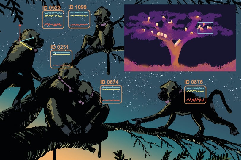 Graphic of baboons in a tree at night with accelerometer and infrared data. 