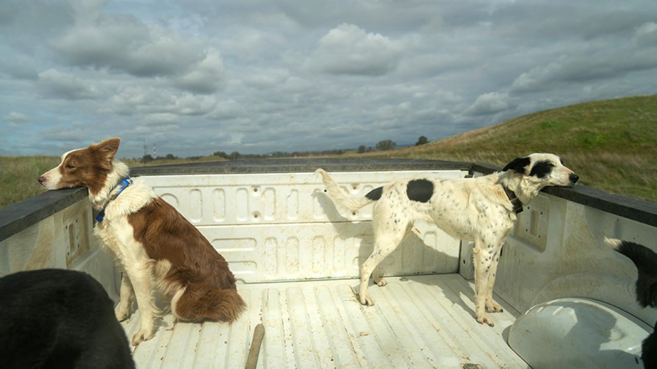 good dogs in back of pickup truck.