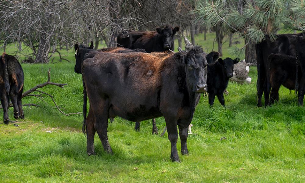 Cows grazing