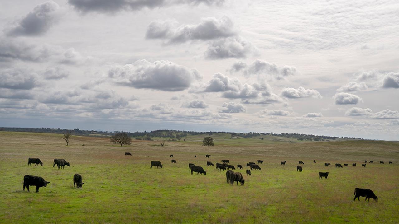 Cattle grazing at Van Vleck ranch