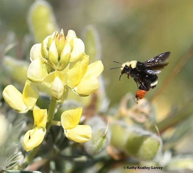 Bumblebee in flight, around yellow flower