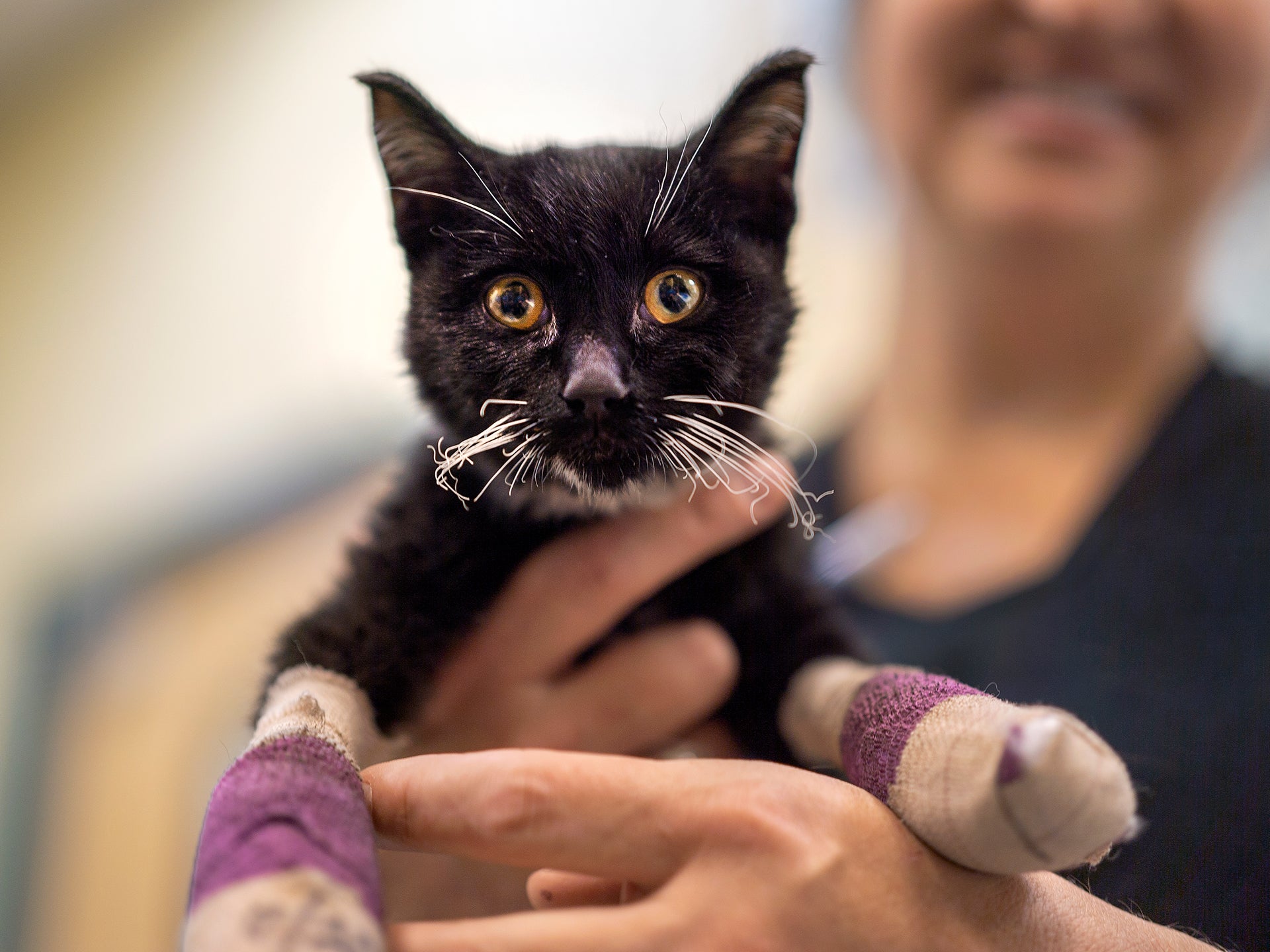 UC Davis veterinarian Jamie Peyton smiles while holding up a black cat with bandaged paws up to the camera for a photo.