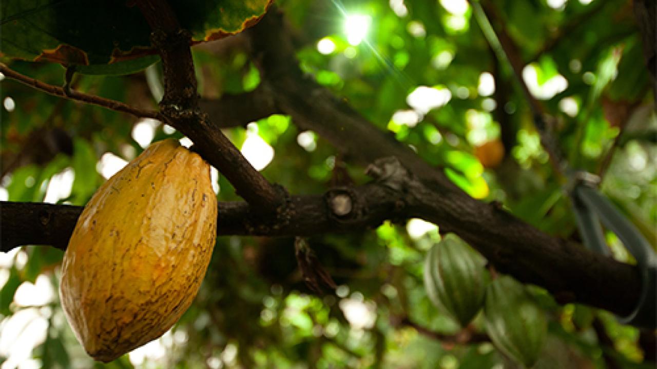 ripe cacao pod on tree
