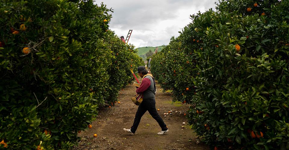 worker in citrus field