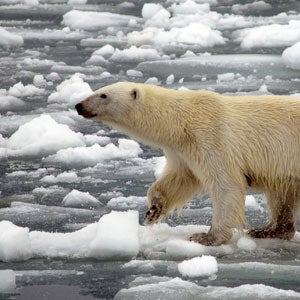 A polar bear walks across melting sea ice